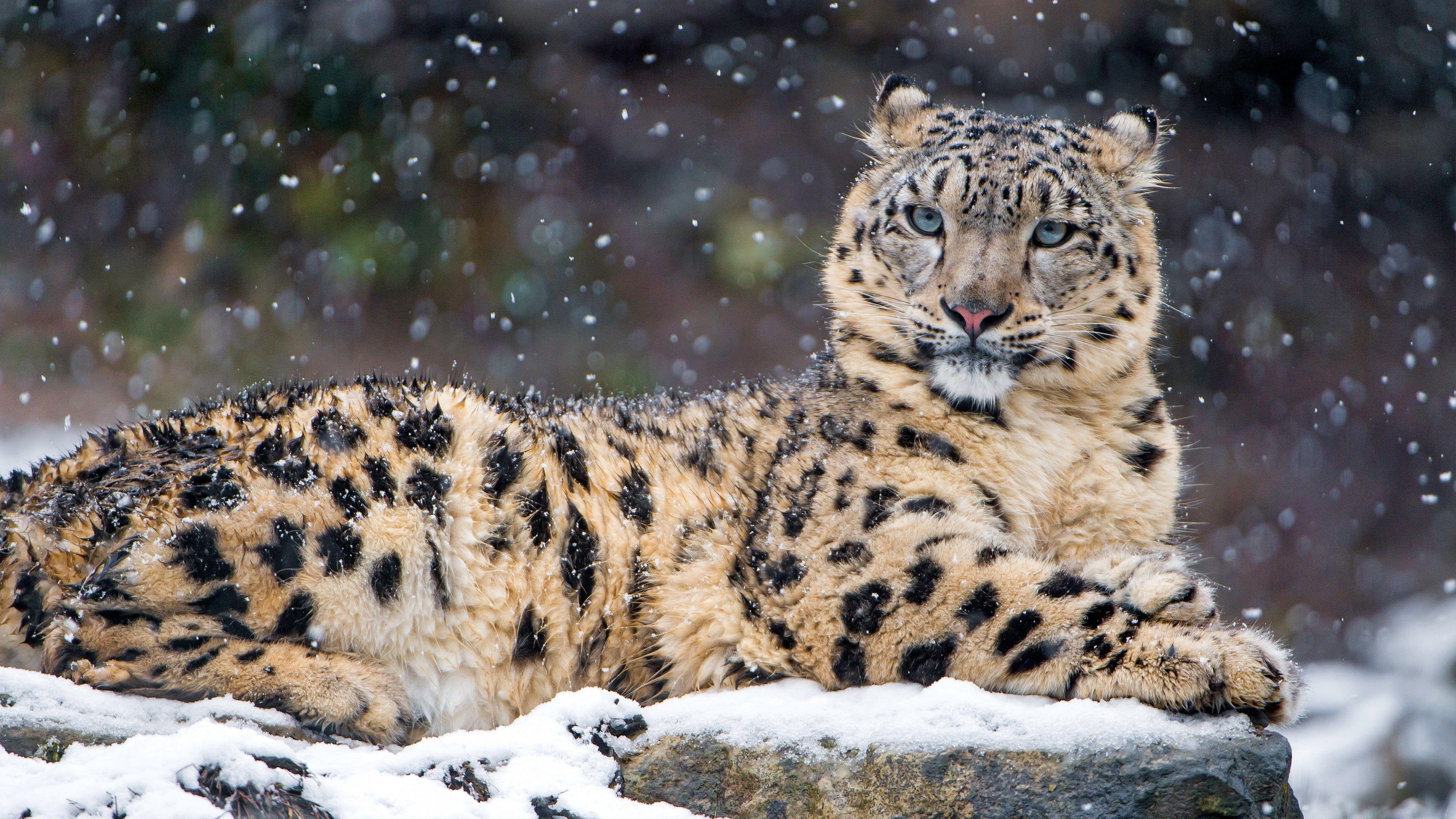 3840x2160 Brown cheetah, animals, snow leopards, leopard HD wallpaper