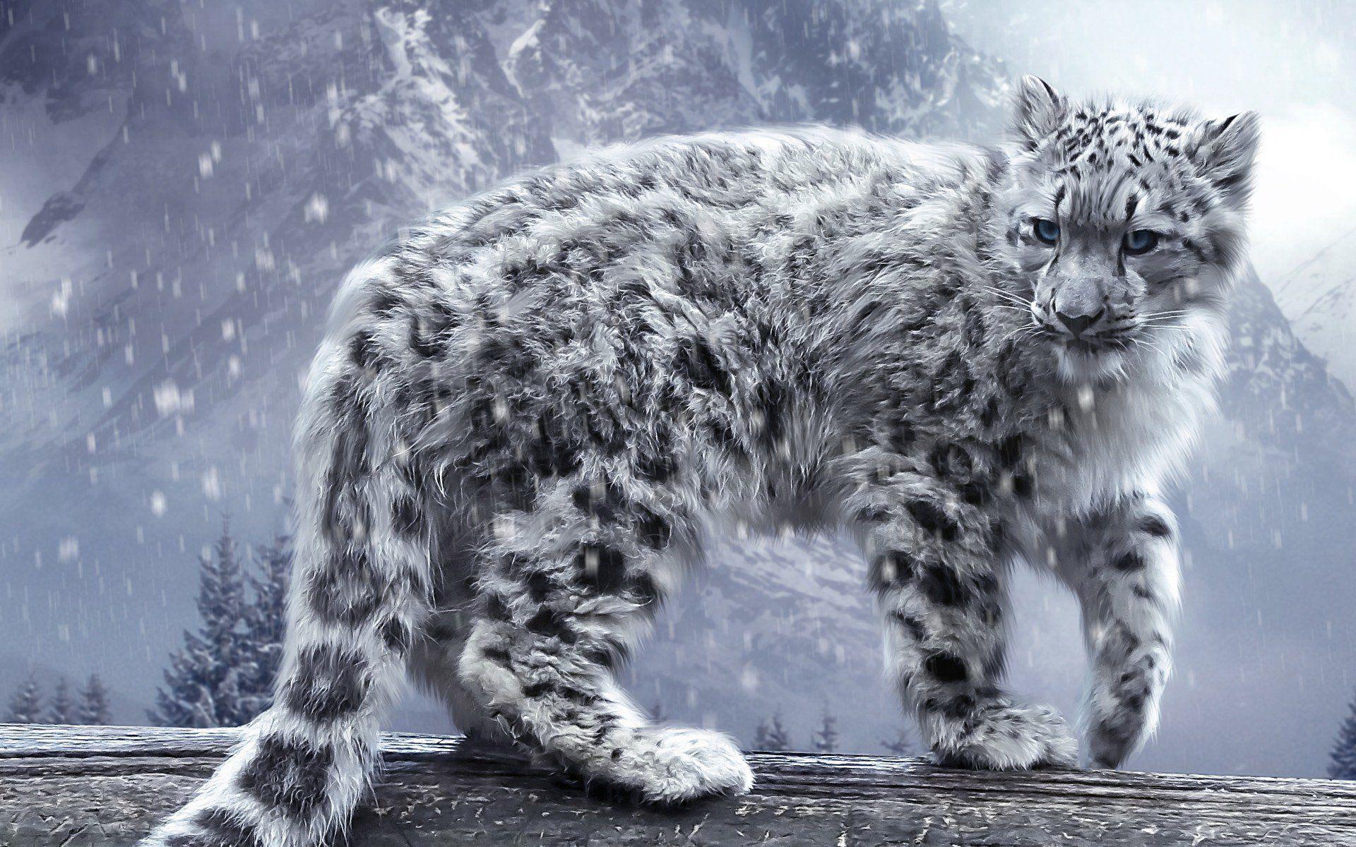 1920x1200 Snow Leopard HD Wallpaper