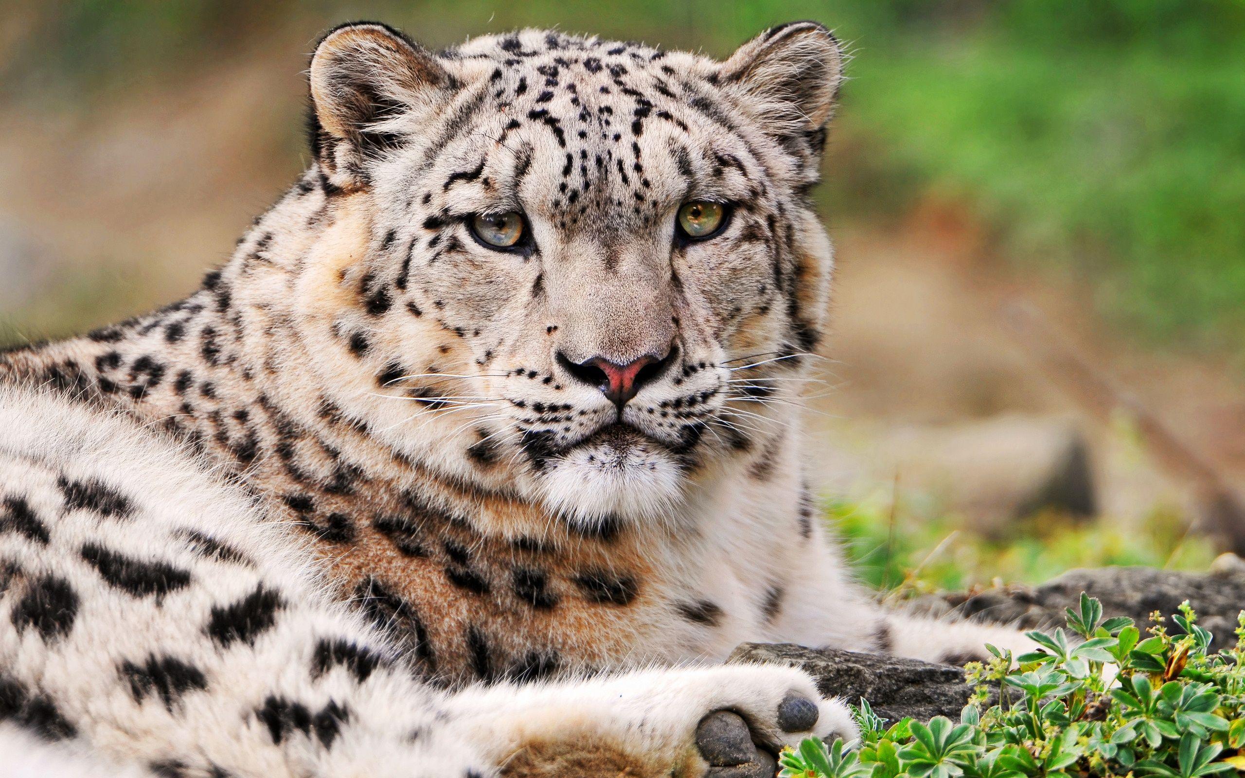 2560x1600 White Snow Leopard Wallpaper