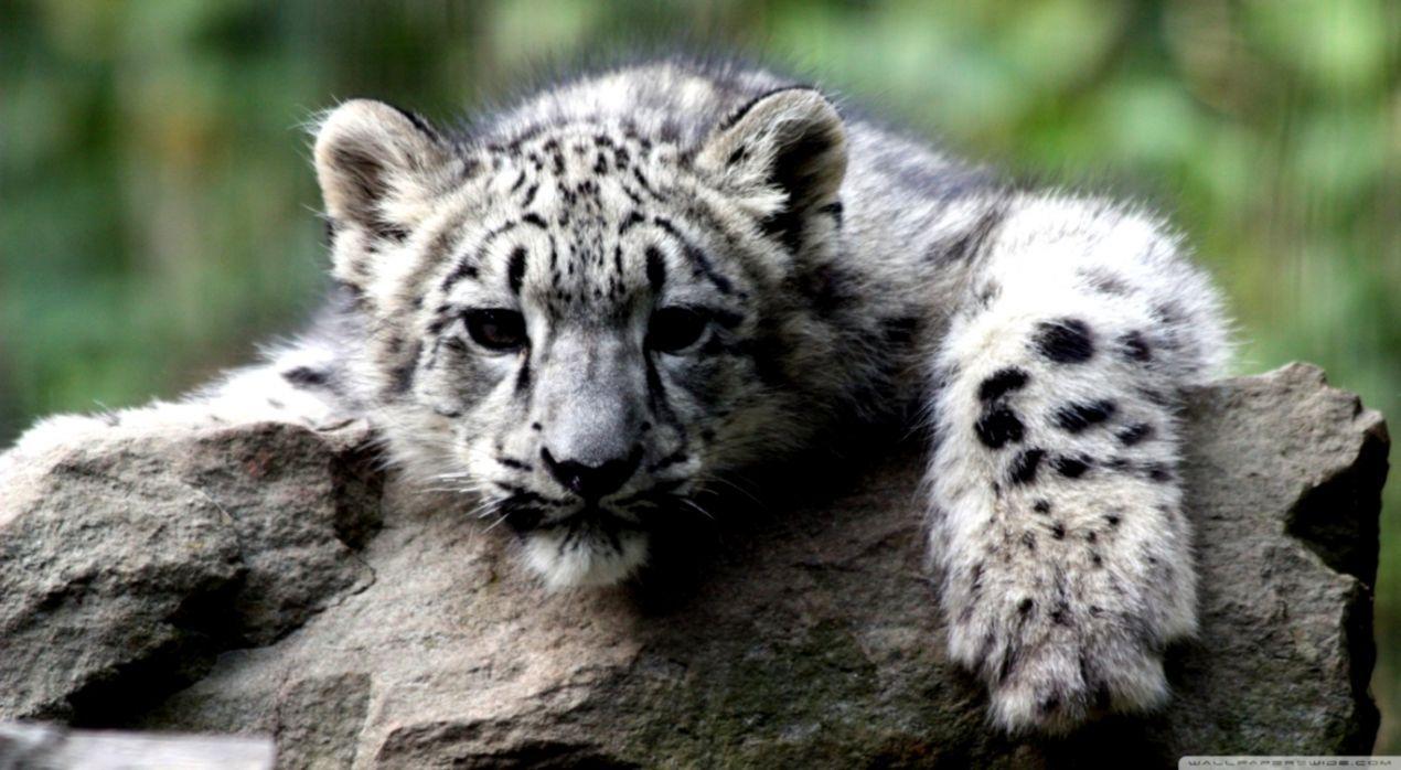 1270x698 Tiger Snow Leopard HD Wallpaper