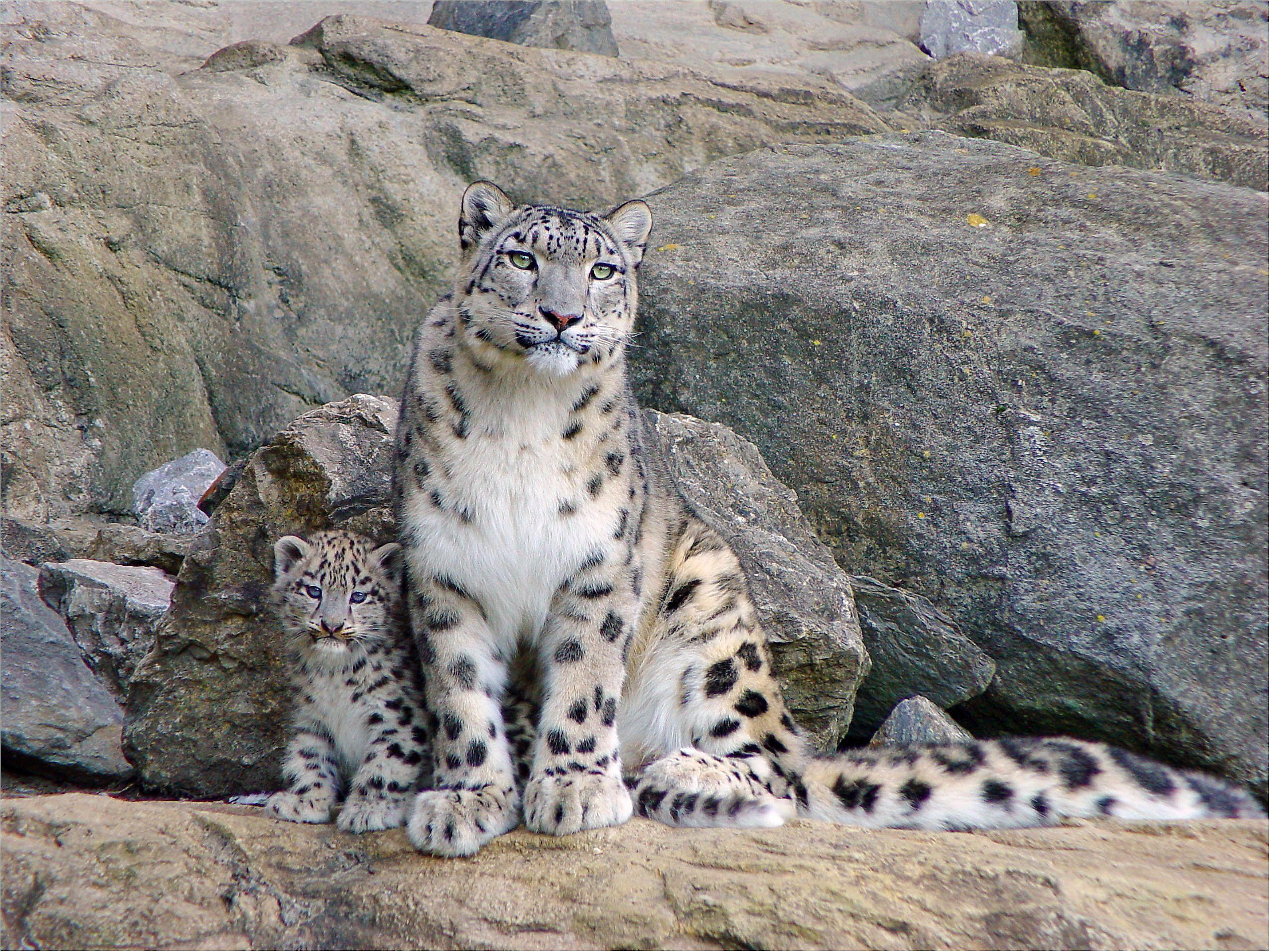2560x1920 Snow Leopard HD Wallpaper and background. famous