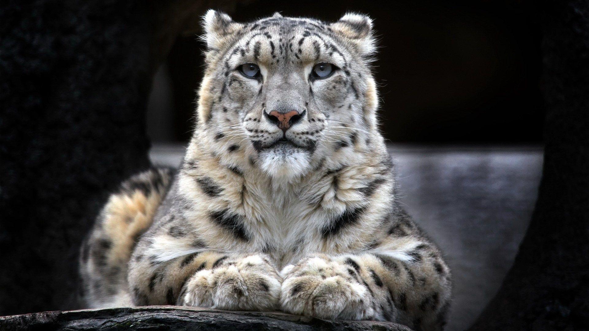 1920x1080 Leopard, Snow Leopard HD Wallpaper & Background • 33715 • Wallur