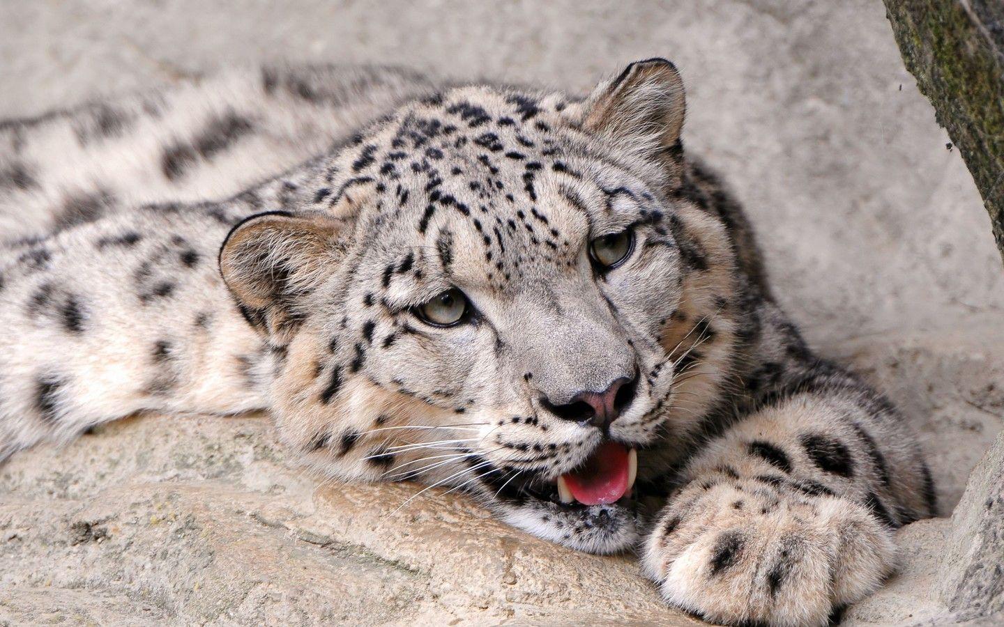 1440x900 Snow Leopard 1440x900 Resolution HD 4k Wallpaper