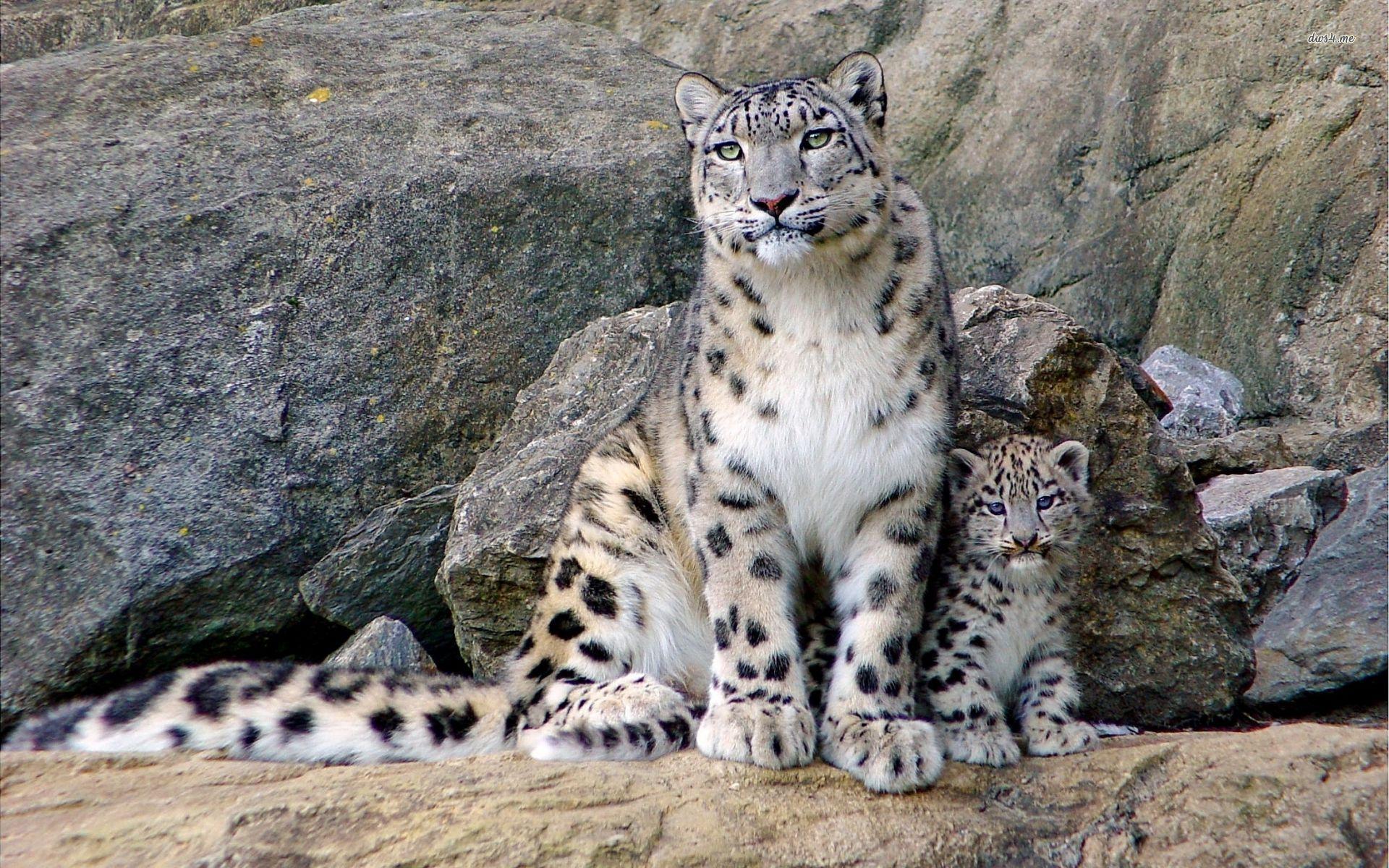 1920x1200 Clouded Leopard HD Wallpaper Background Wallpaper