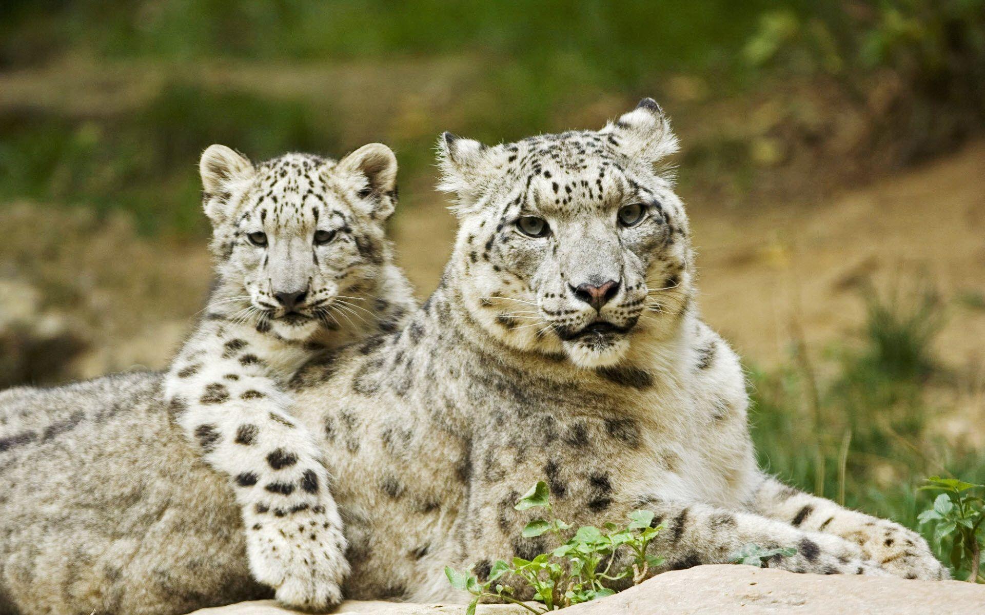 1920x1200 Free Snow Leopard wallpaperx1200
