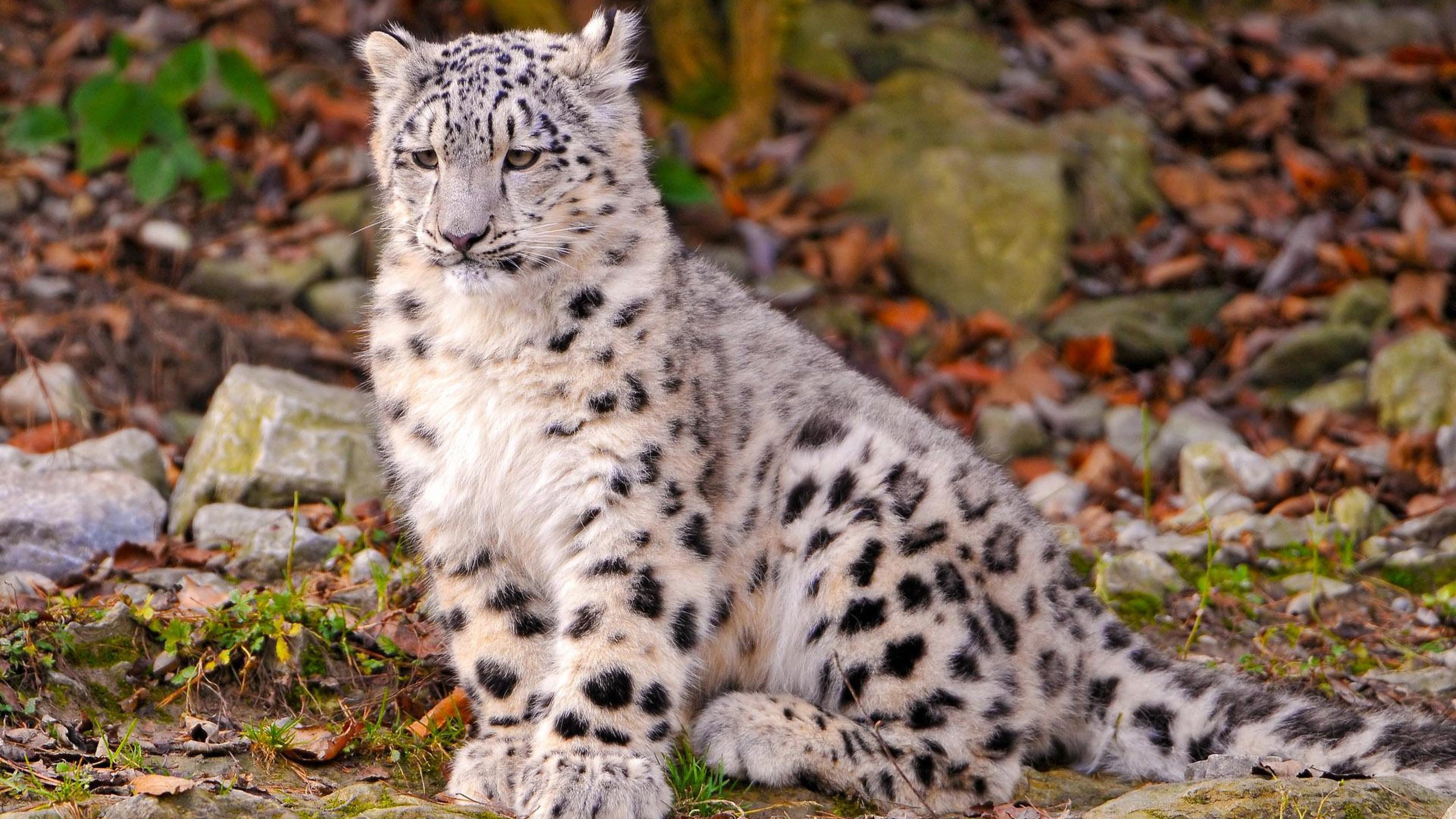 3840x2160 Snow Leopard Cubs Wild Animals Wallpaper