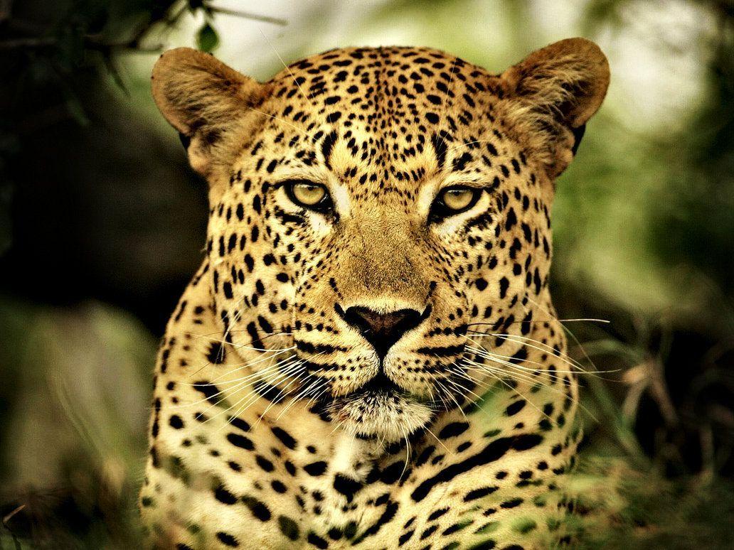 1032x774 Leopard Animal Wallpaper