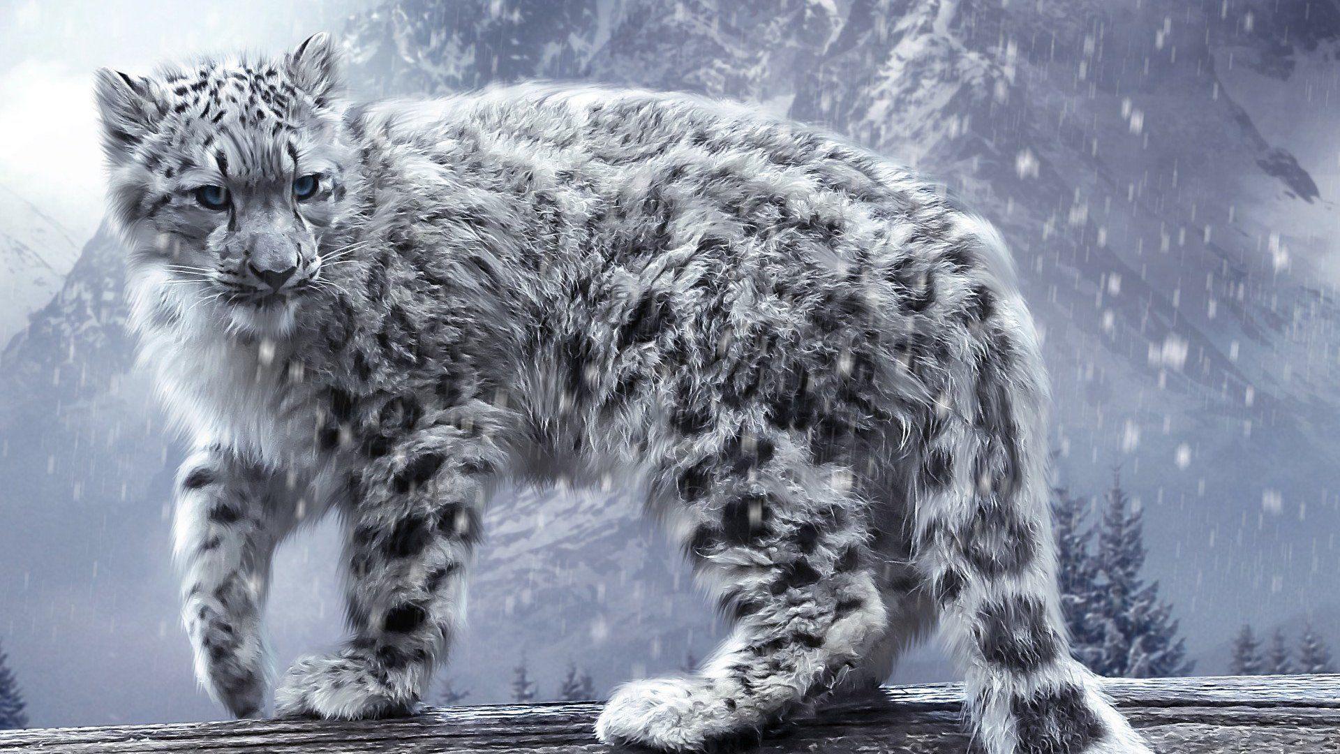 1920x1080 Hd Snow Lepord Wallpaper 1920x1080