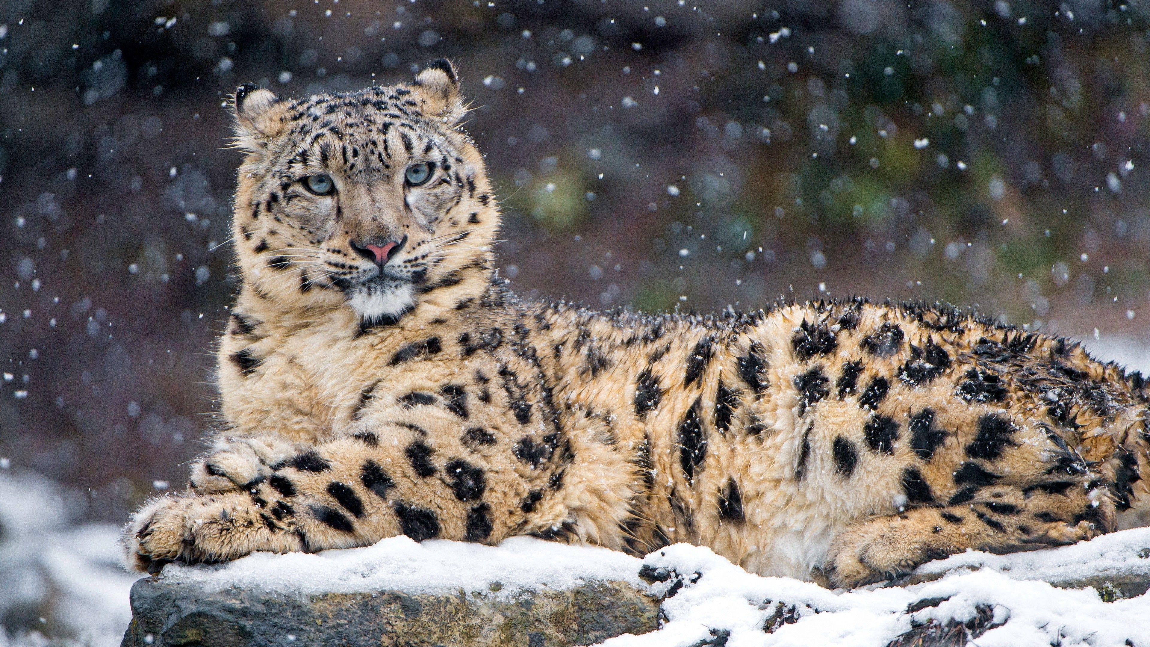 Baby Snow Leopard Wallpapers - Top Free Baby Snow Leopard Backgrounds