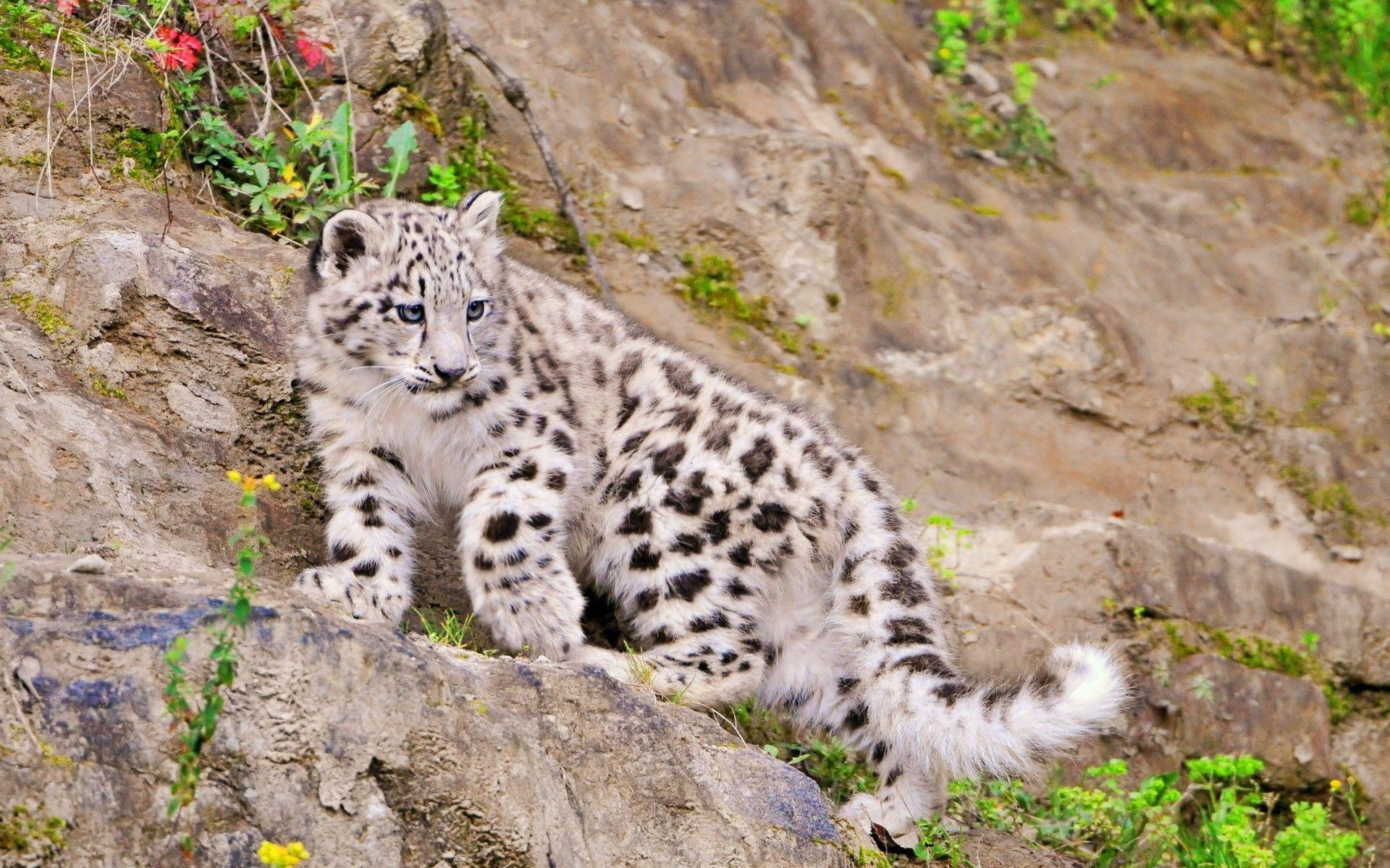 1920x1200 animals snow leopards feline baby animals 1920x1200