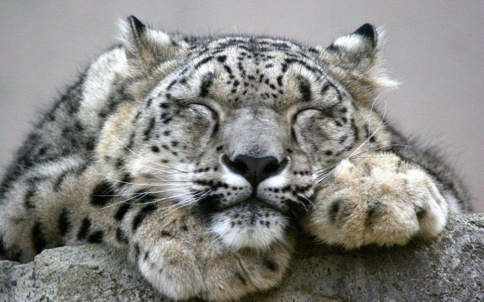 1600x1000 Wide HD Snow Leopard Wallpaper