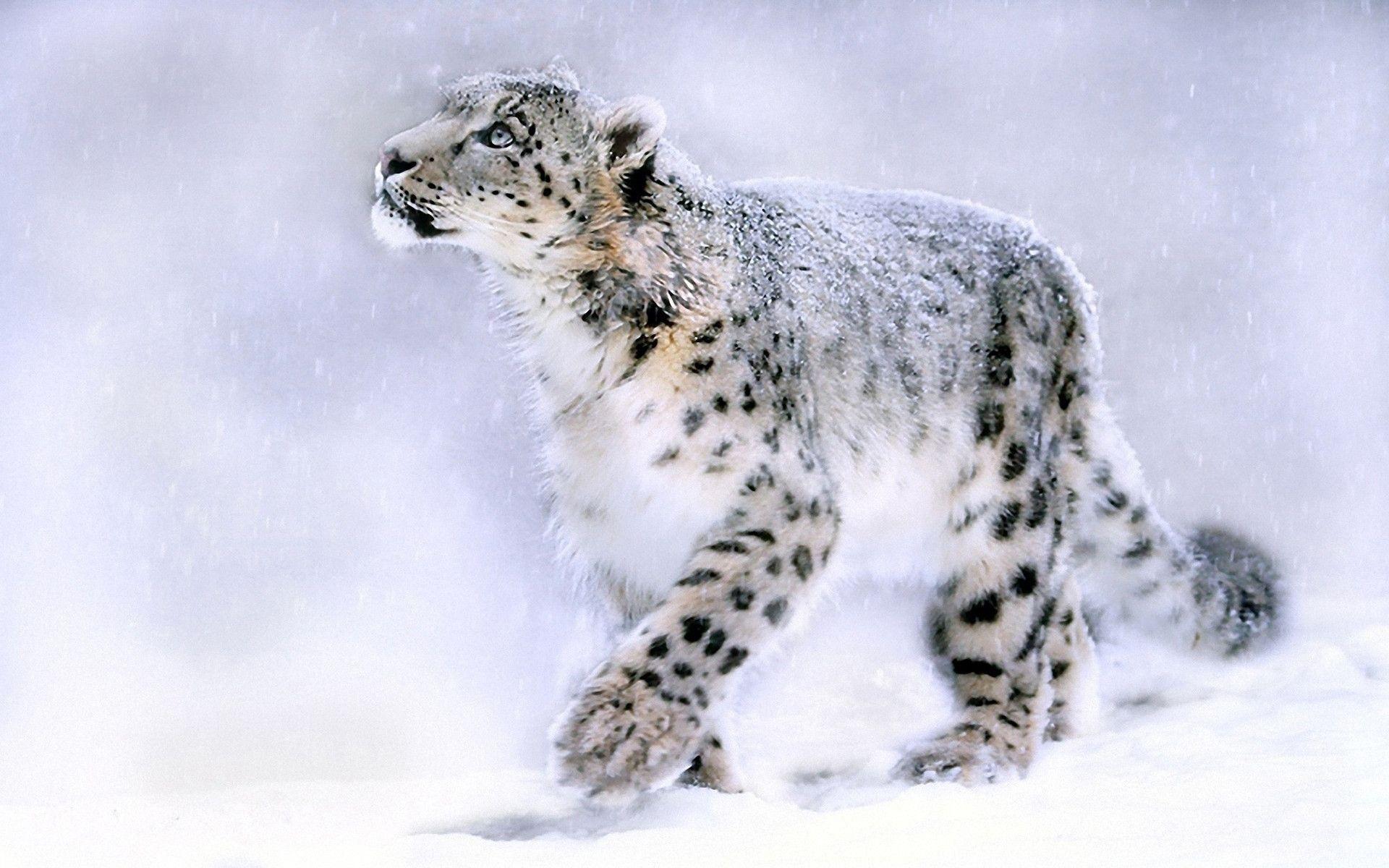 1920x1200 Lovely Snow Leopard HD Wallpaper. High Definition Wallpaper