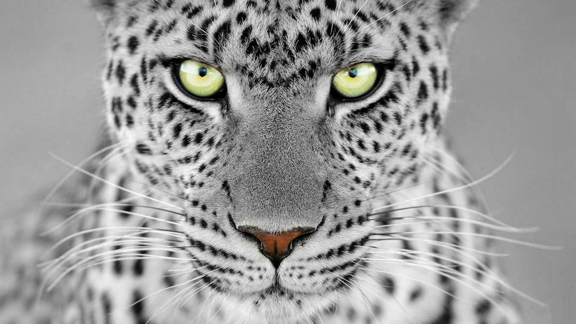 1920x1080 Snow leopard closeup photography HD wallpaper