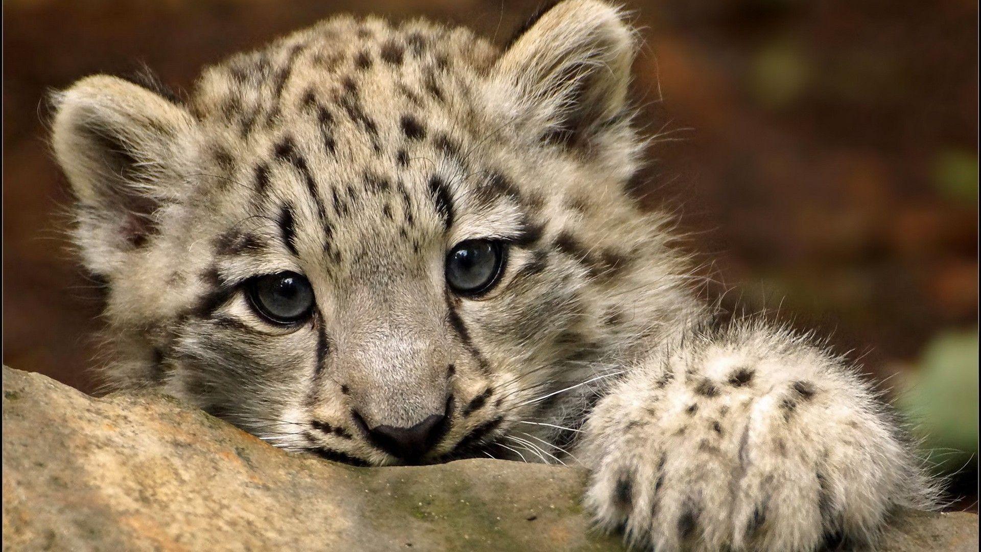 1920x1080 Cute Snow Leopard HD Wallpaper