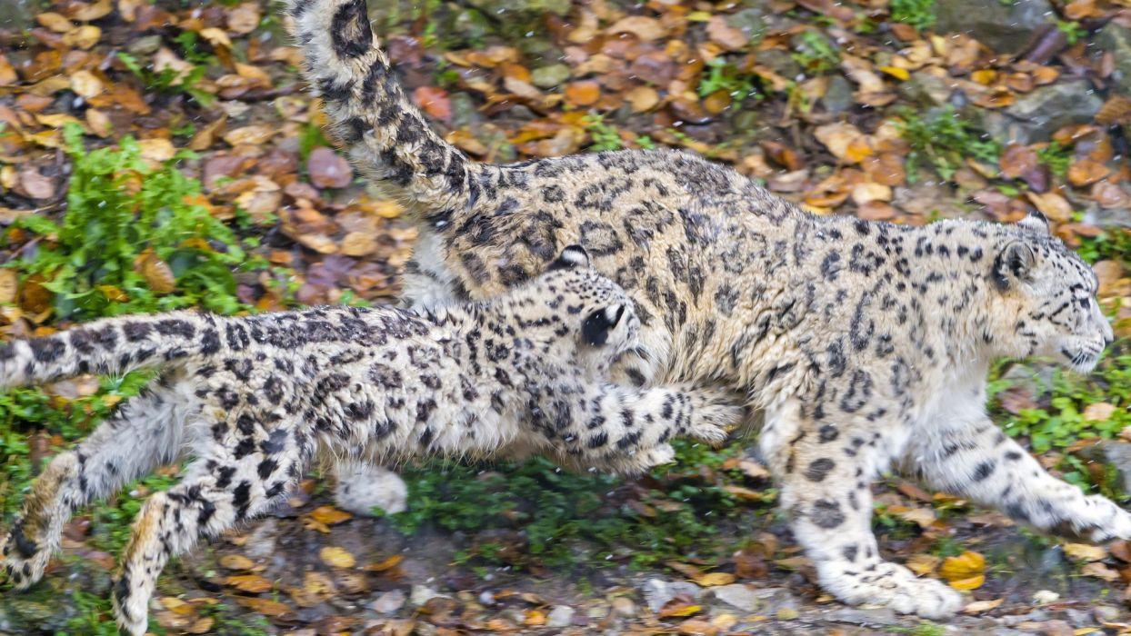 1244x700 Snow leopard wild cat cub babies spots pattern wallpaper