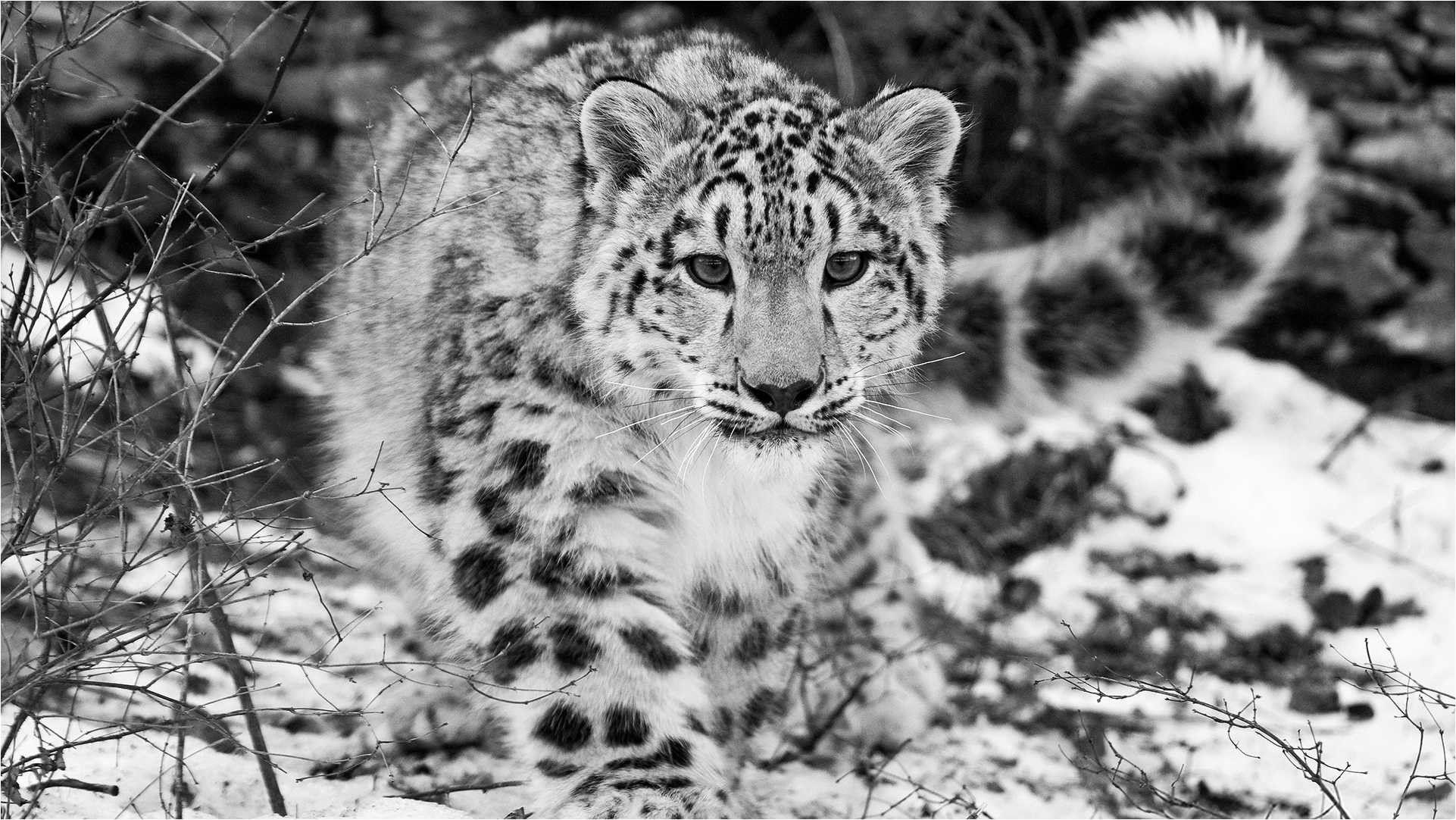 Baby Snow Leopard Wallpapers - Top Free Baby Snow Leopard Backgrounds ...