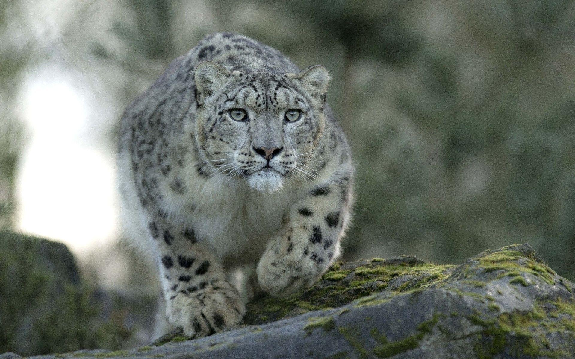 1920x1200 snow, Leopard, Predator, Cat Wallpaper HD / Desktop