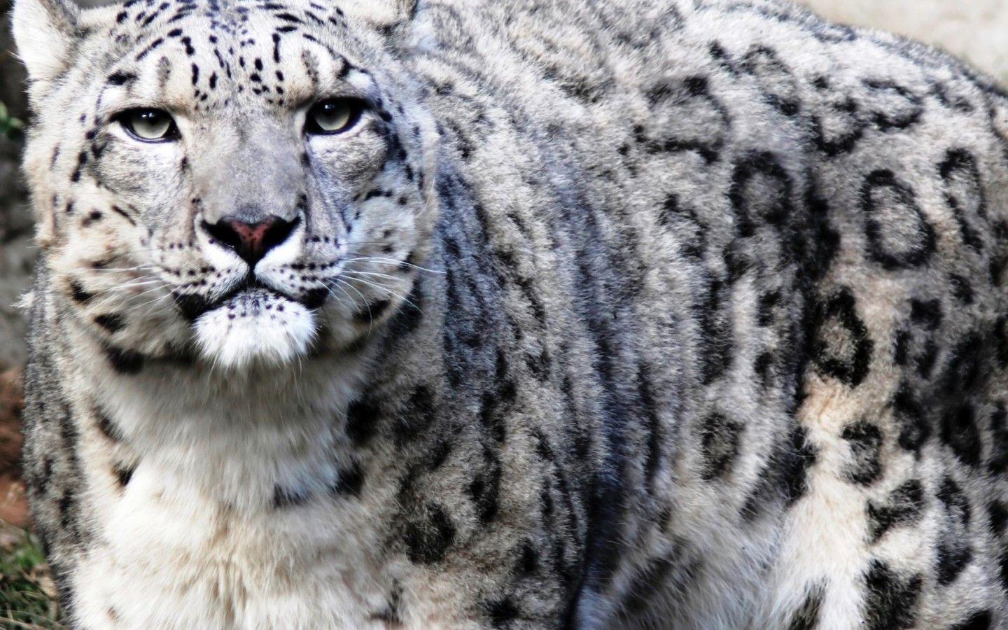 1440x900 Snow Leopard HD Wallpaper 1440x900 Wallpaper