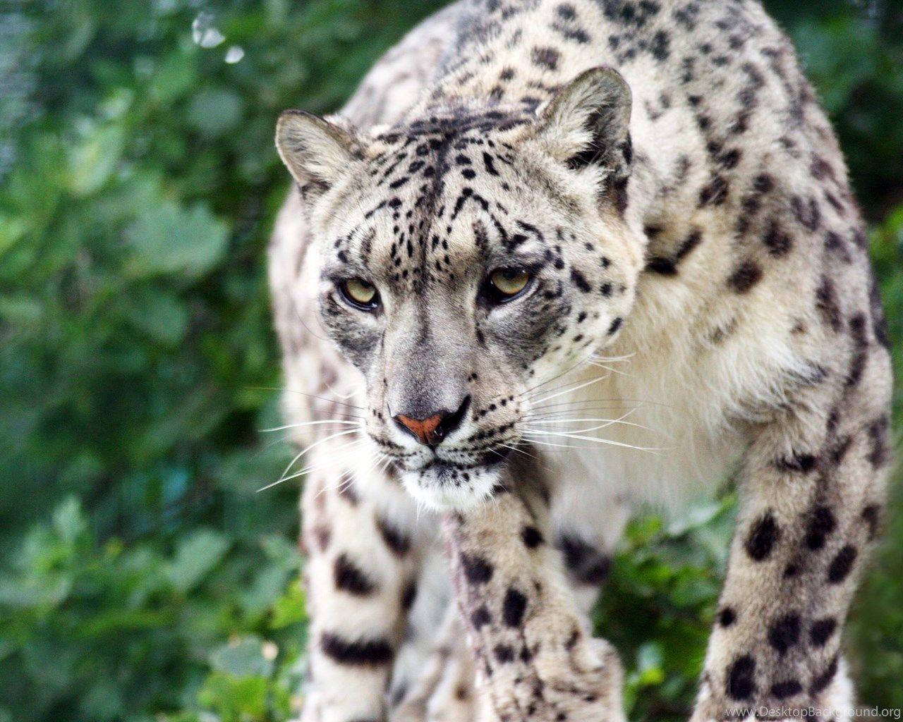1280x1024 Snow Leopard HD Wallpaper Desktop Background