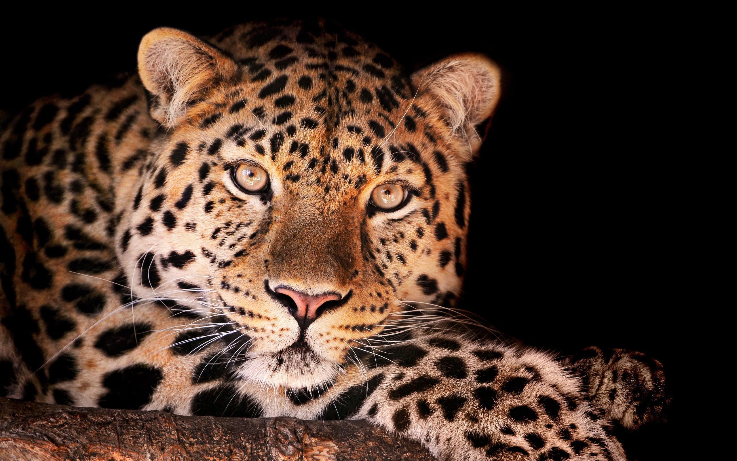 2560x1600 Drawn Wallpaper Snow Leopard