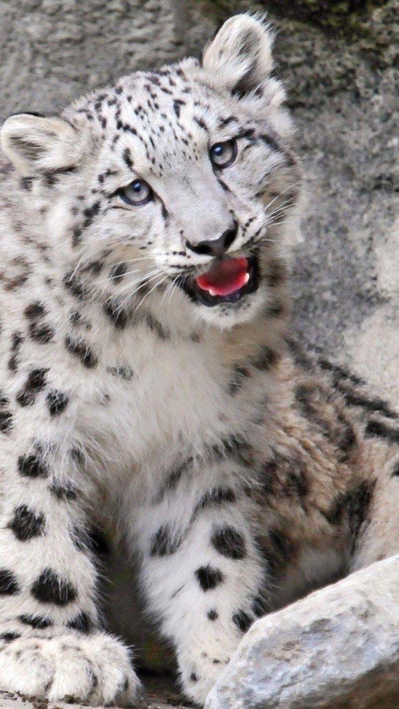 806x1433 Baby Snow Leopard Wallpaper