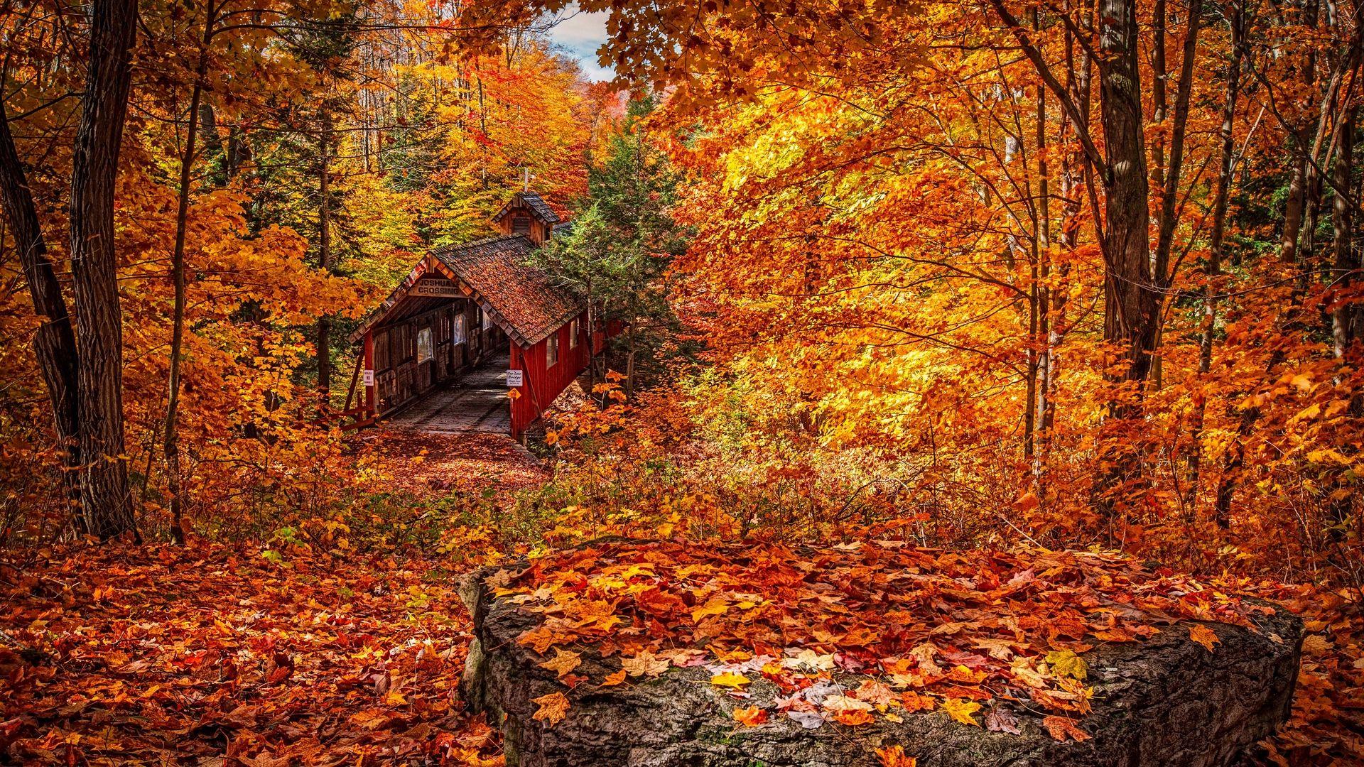 1920x1080 Yellow Red Foliage and Trees Autumn Season Wallpaper