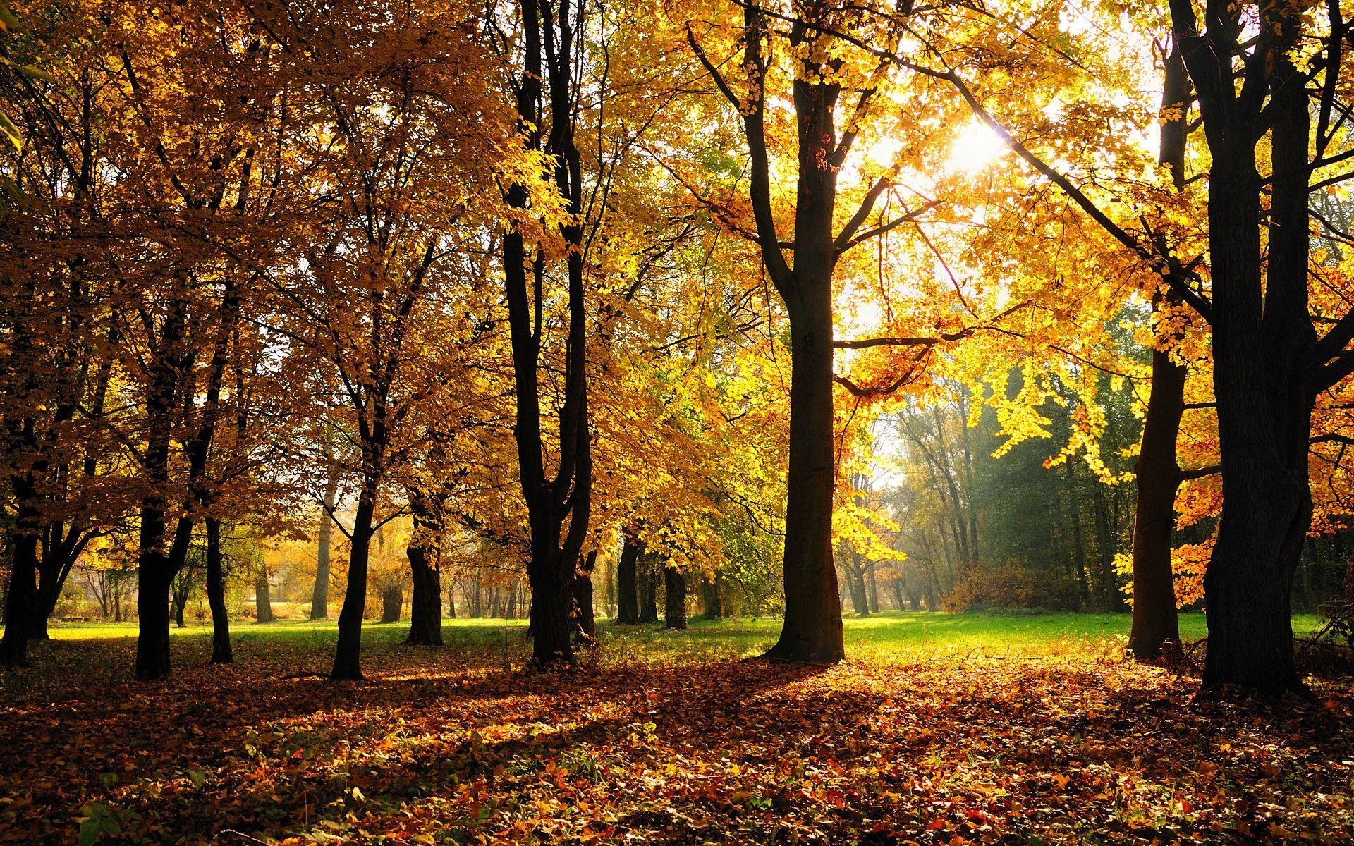 1920x1200 autumn season. Autumn Season. land. New nature wallpaper