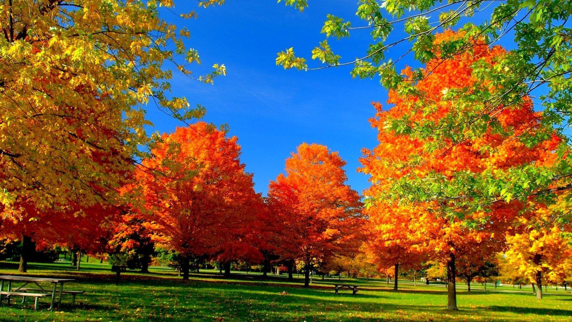 1920x1080 Full Screen Fall Wallpaper