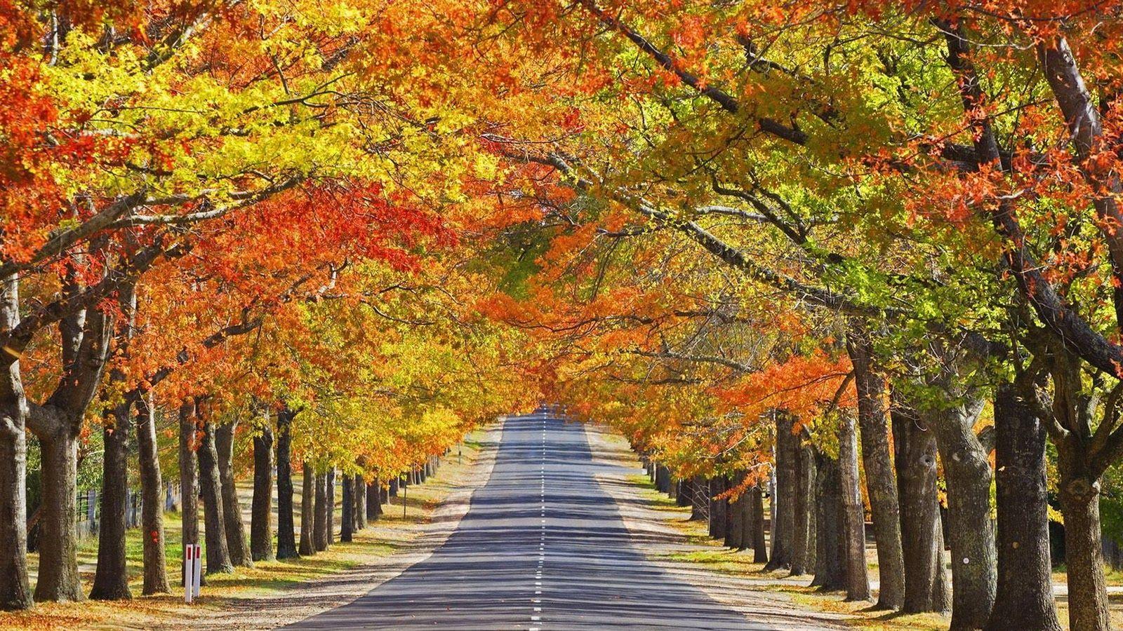 1600x900 Autumn Season Wallpaper, Autumn Season Wallpaper HD