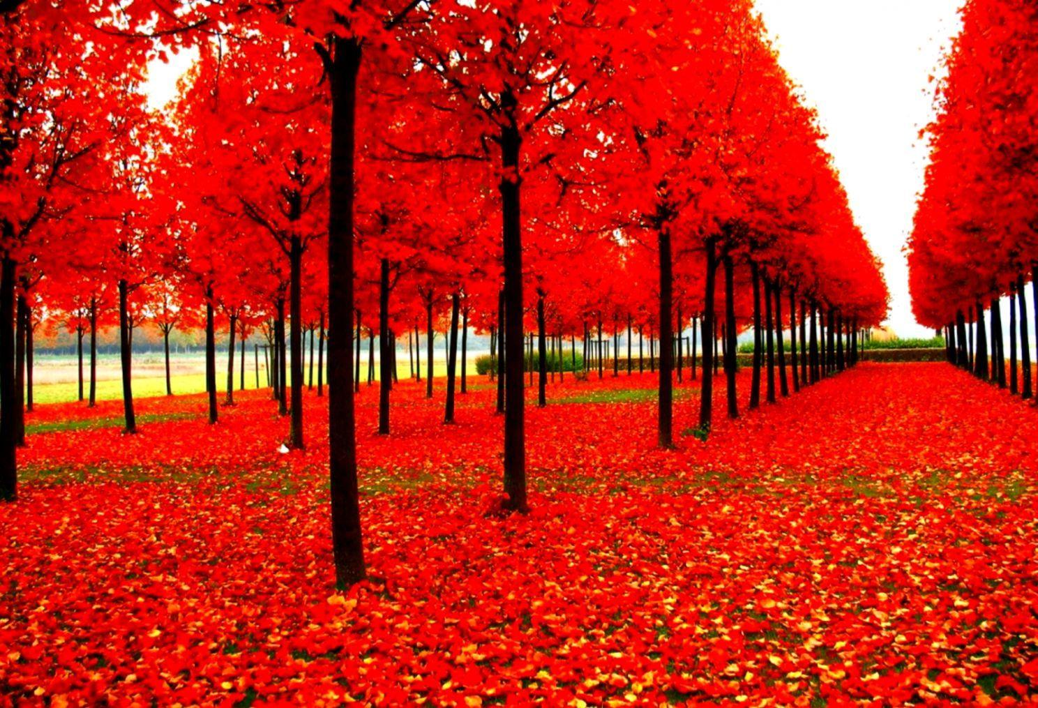 1488x1015 Nature Autumn Desktop HD Wallpaper