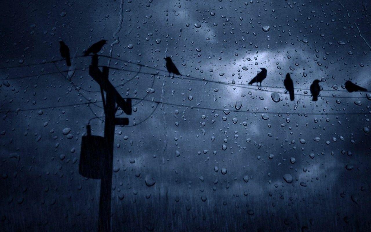 1280x800 Download 1280x800 Rain, Crows, Weather Wallpaper