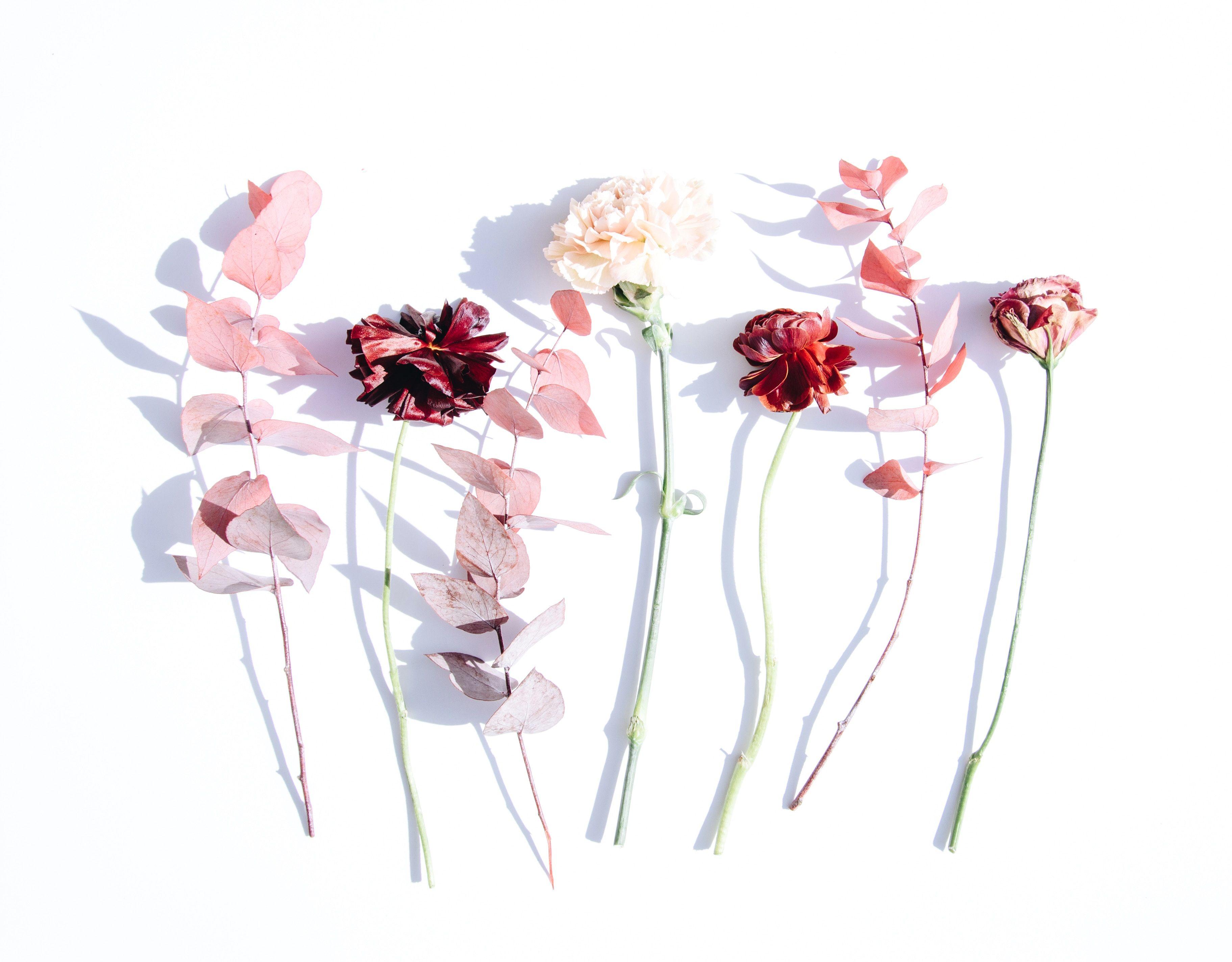 Minimalist Flower Wallpapers - Top Free Minimalist Flower Backgrounds -  WallpaperAccess