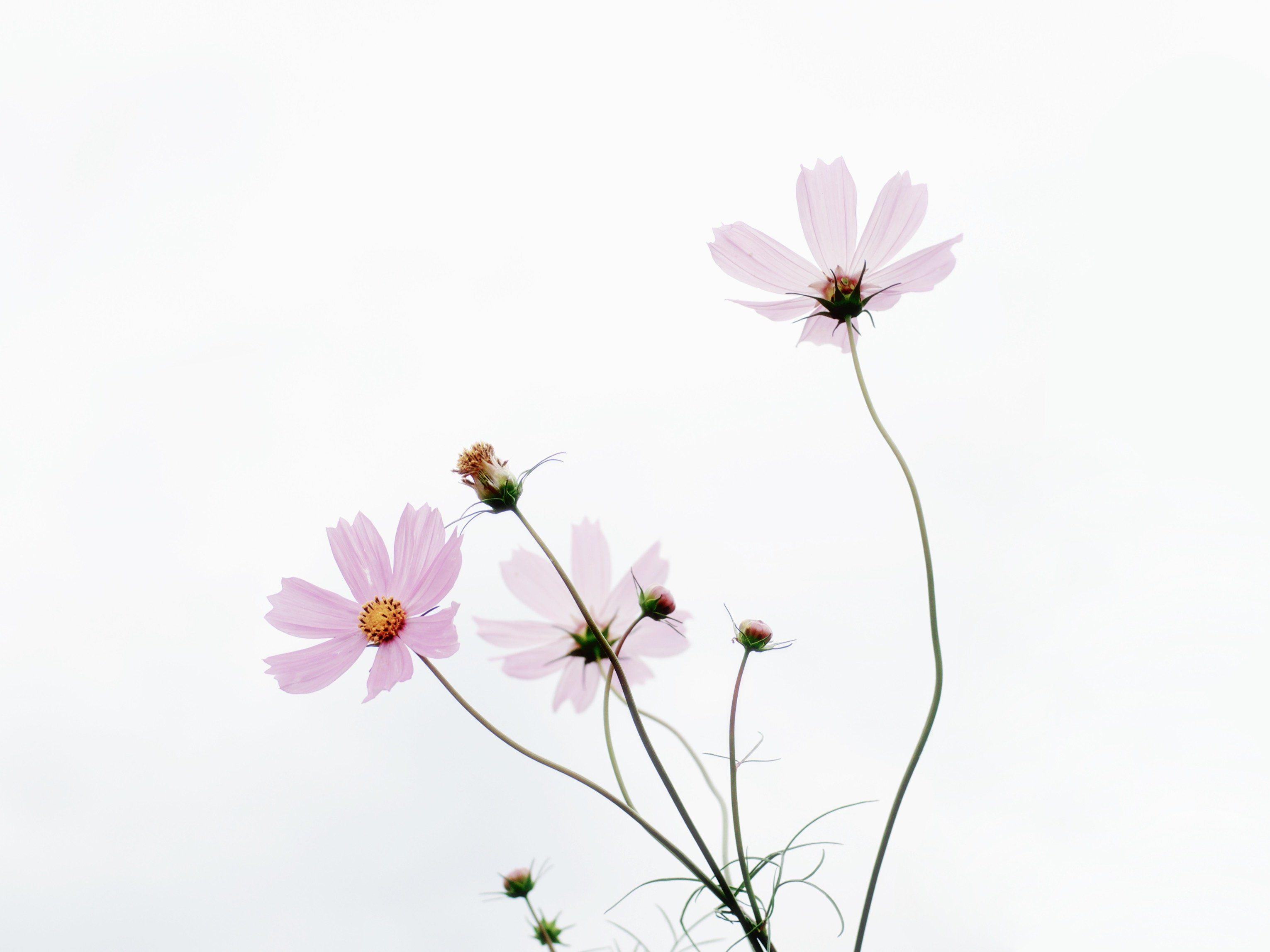 25 Incomparable minimalist aesthetic flower desktop wallpaper You Can ...