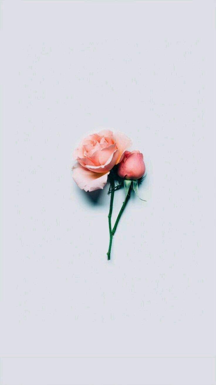 Pink Minimalist Aesthetic Flower Desktop Wallpaper - jhayrshow
