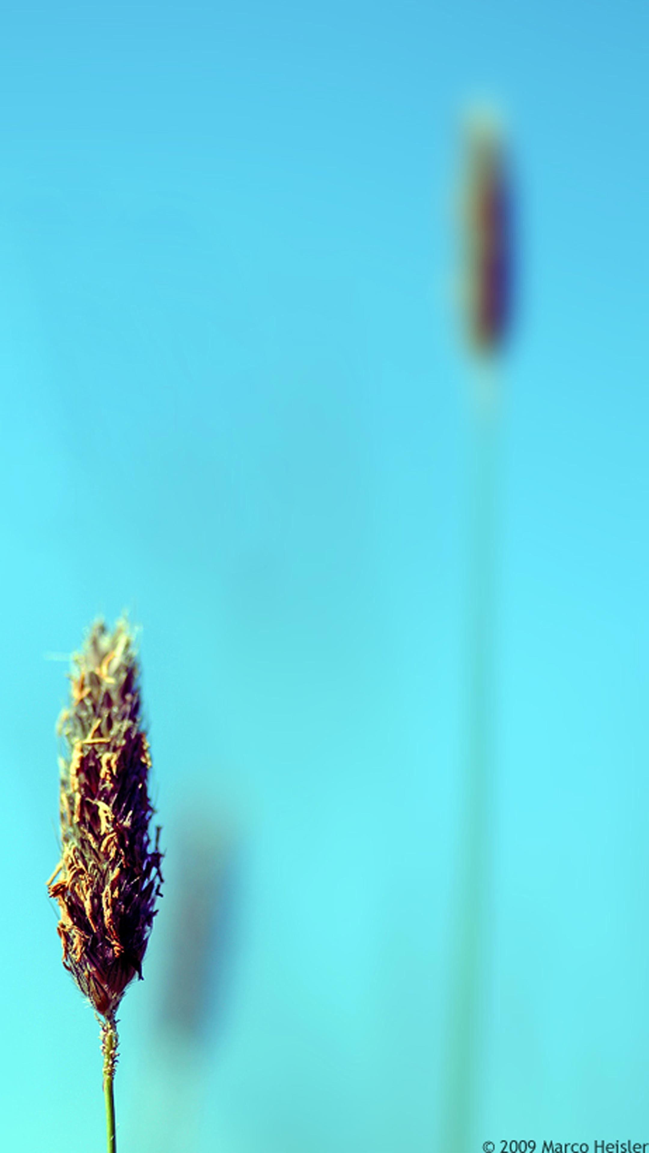 2160x3840 Minimalist Flower Wallpaper