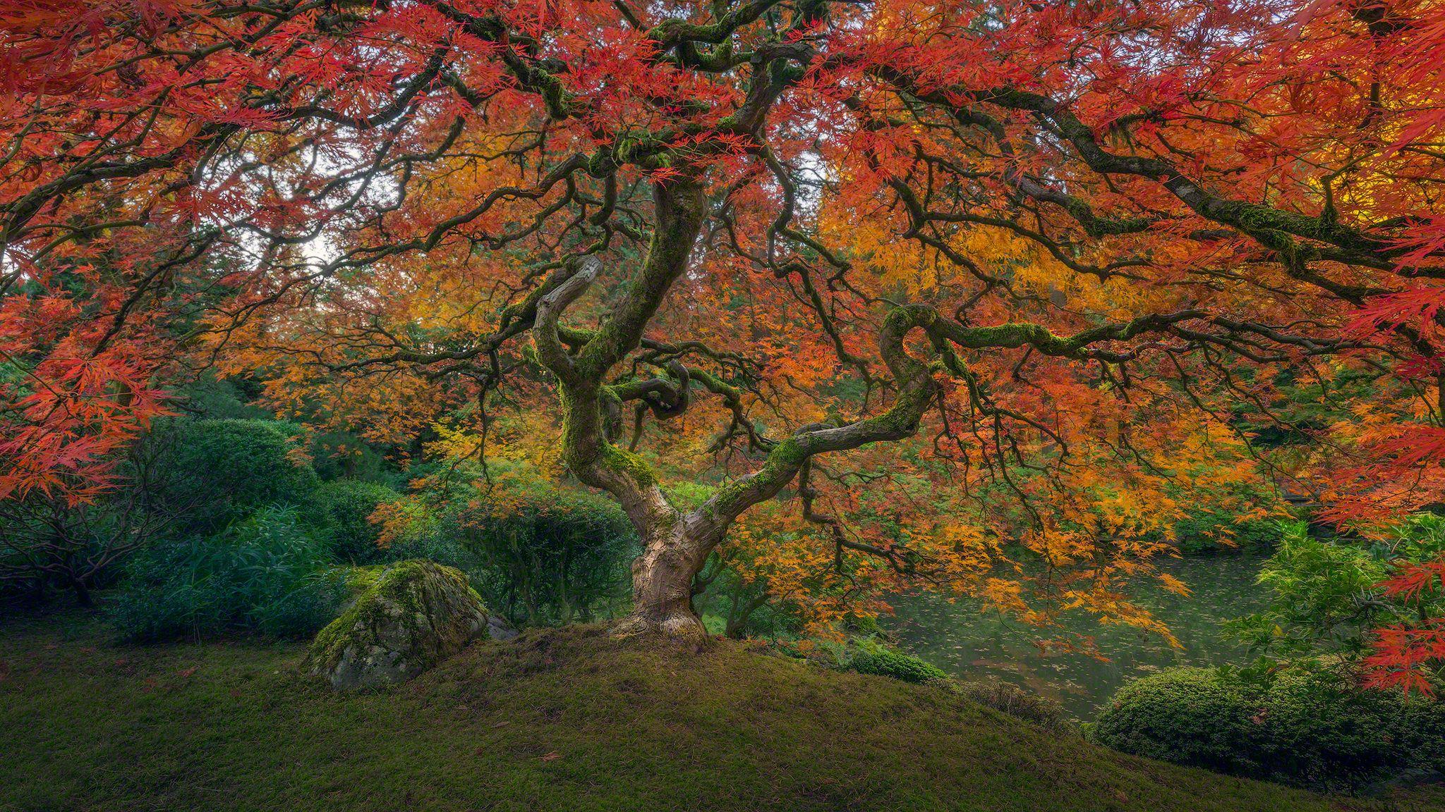 2048x1152 Fall colors are amazing right now at the Portland Japanese Garden