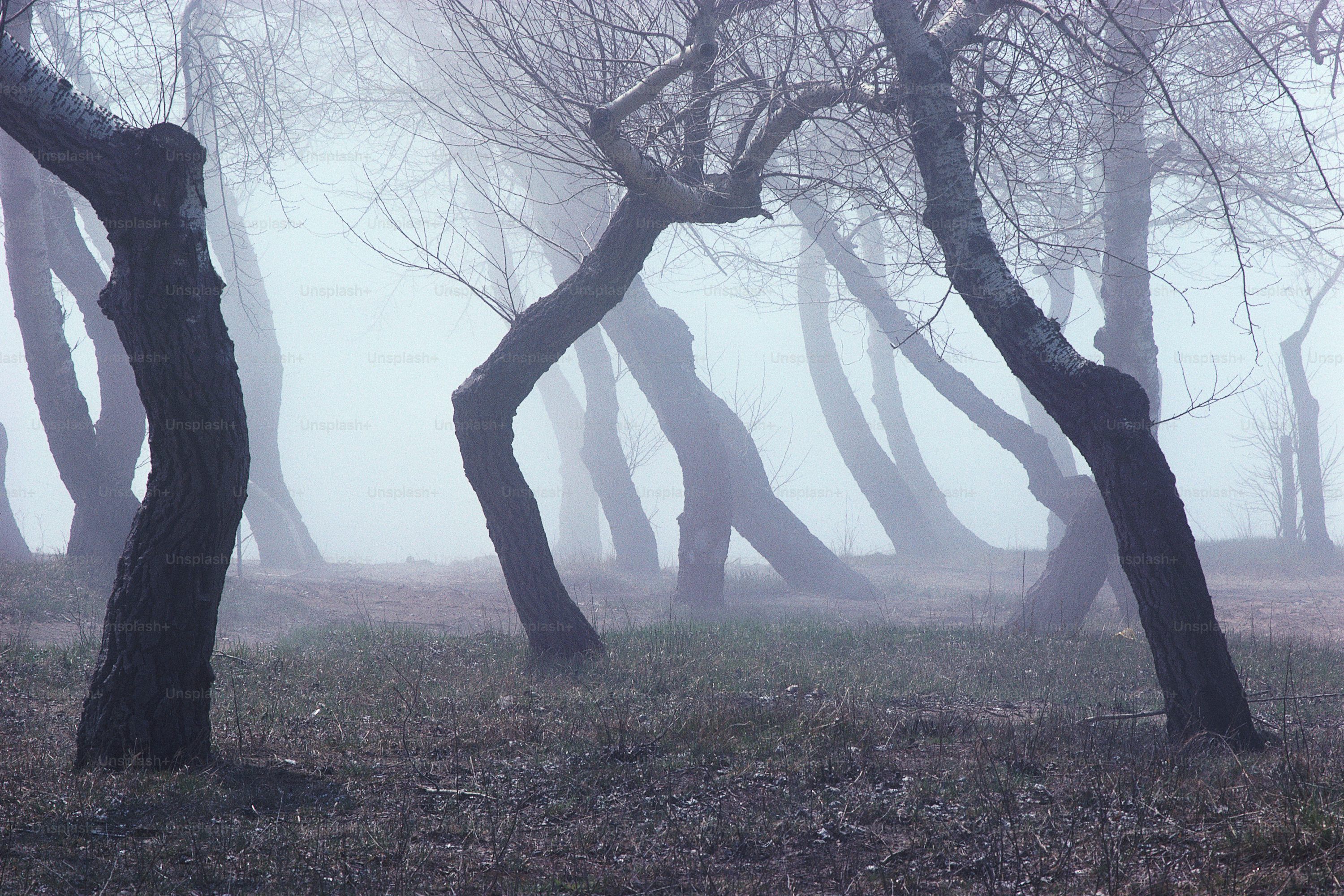 3000x2000 Creepy Forest Picture. Download
