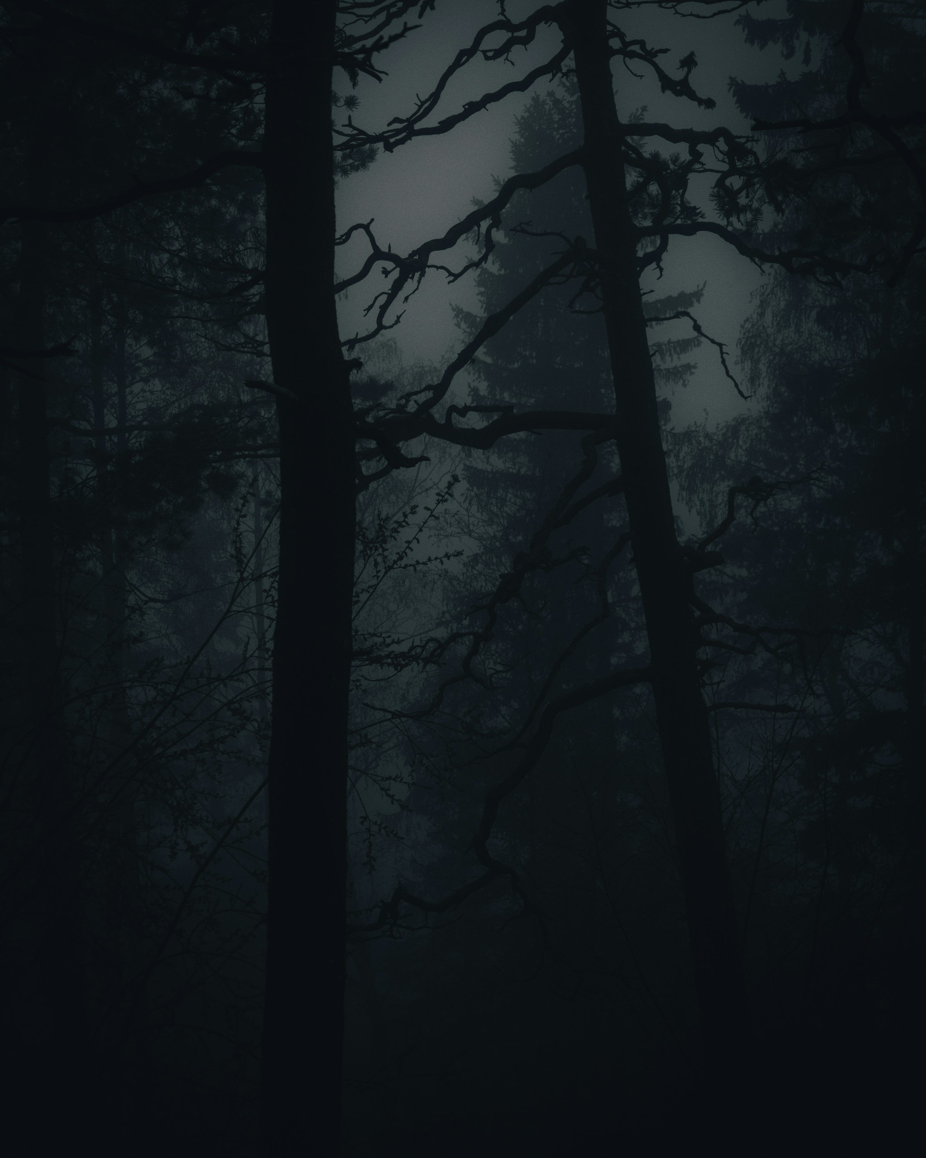 3000x3750 Creepy Forest Picture. Download