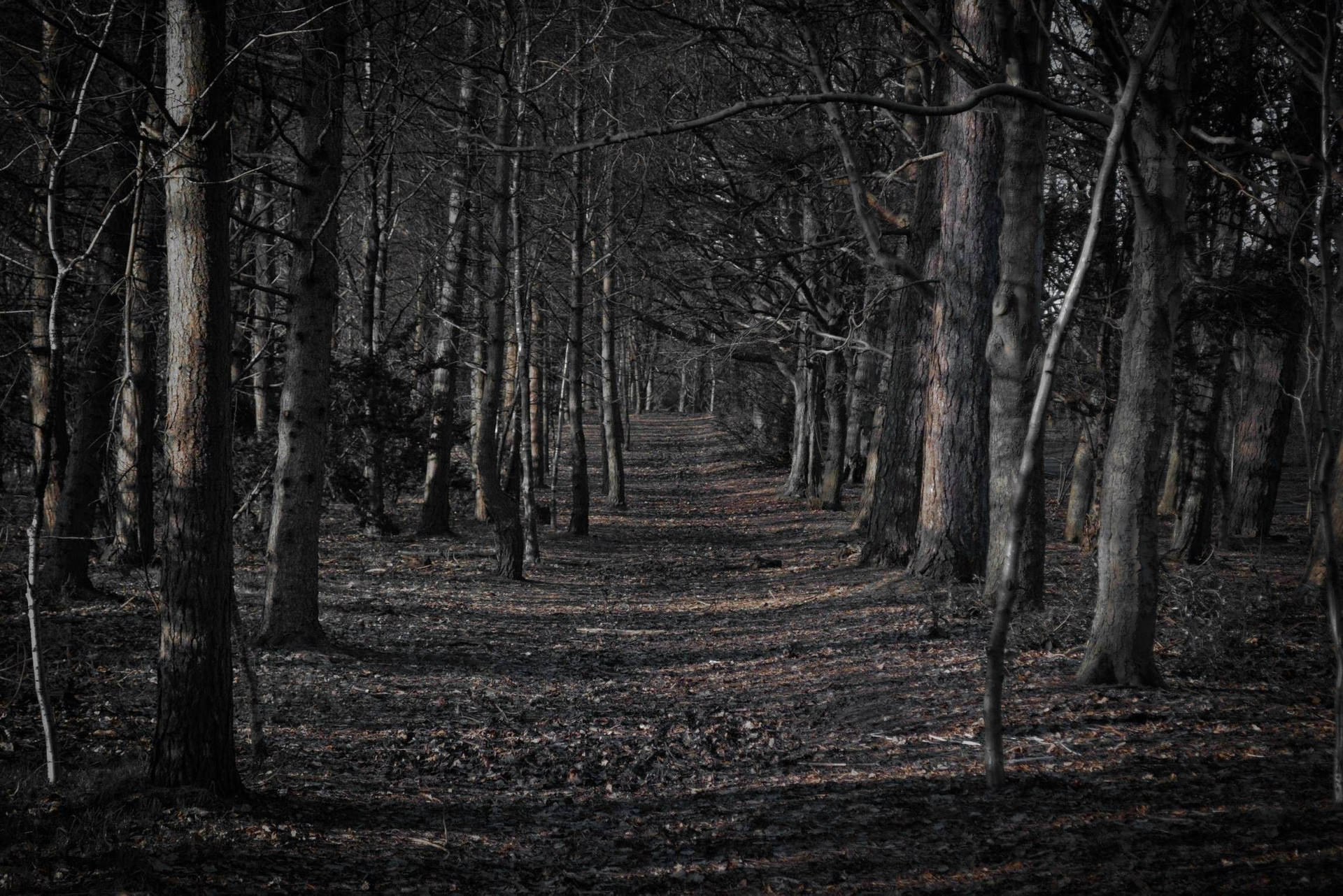 1920x1281 Download Spooky Wallpaper