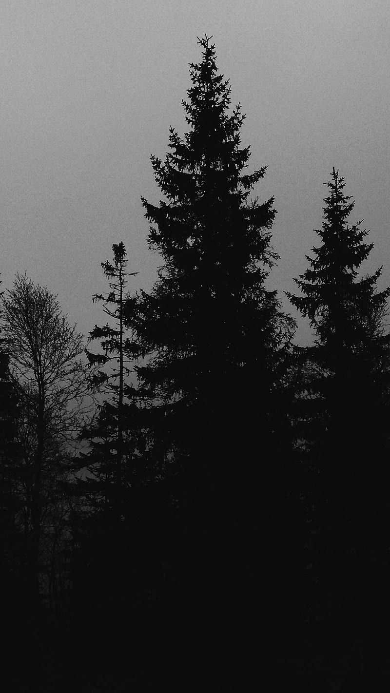 800x1422 HD phone wallpaper
