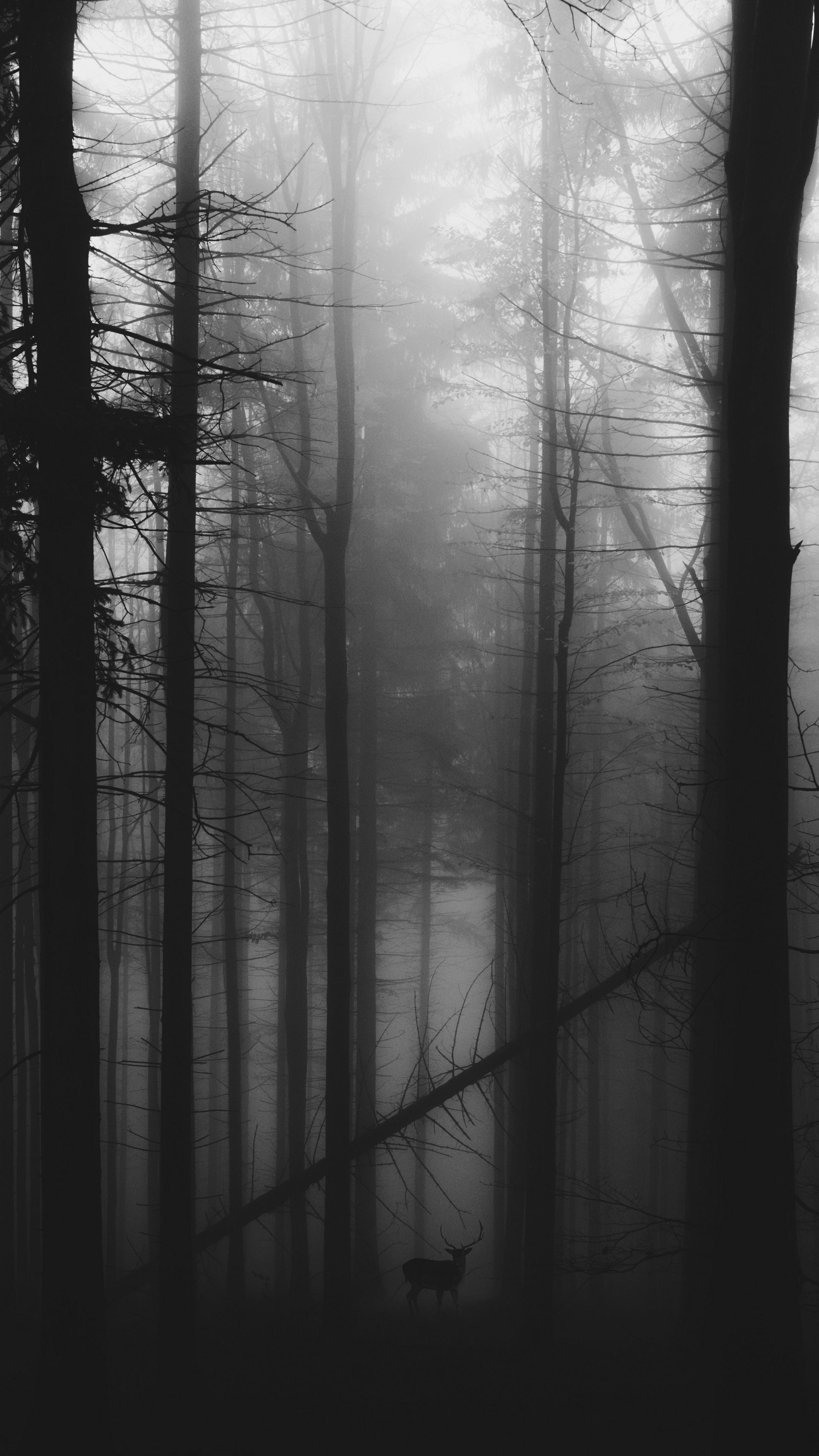 2160x3840 Haunted Forest Wallpaper 32 image