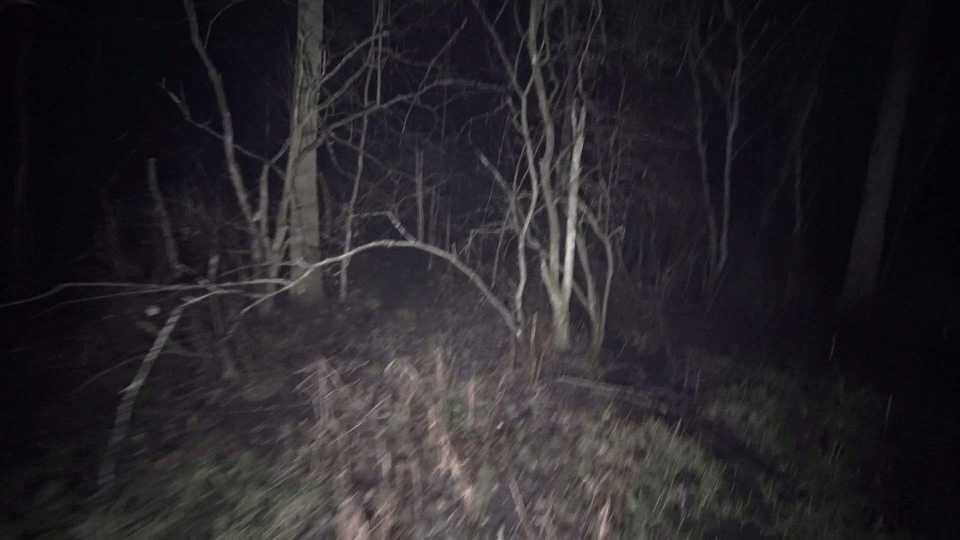 1920x1080 Dark Woods Stock Footage
