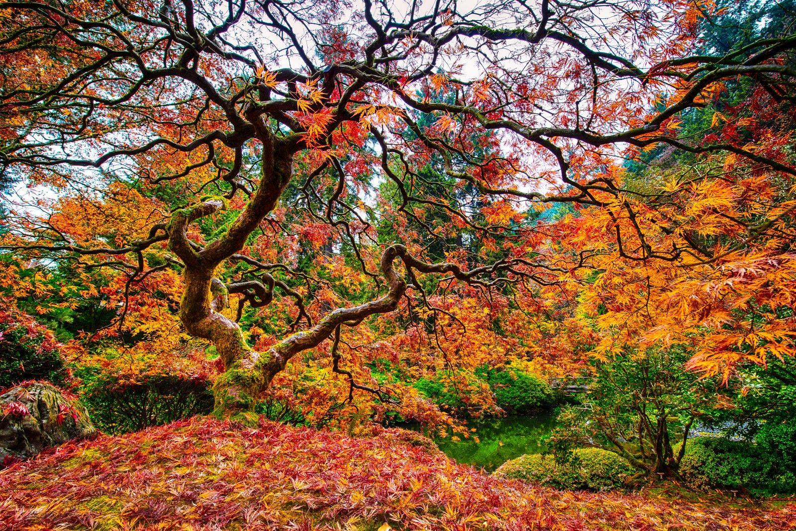 1600x1068 Misc: Fall Neuronal Tree Portland Garden Trees Autumn Japenese