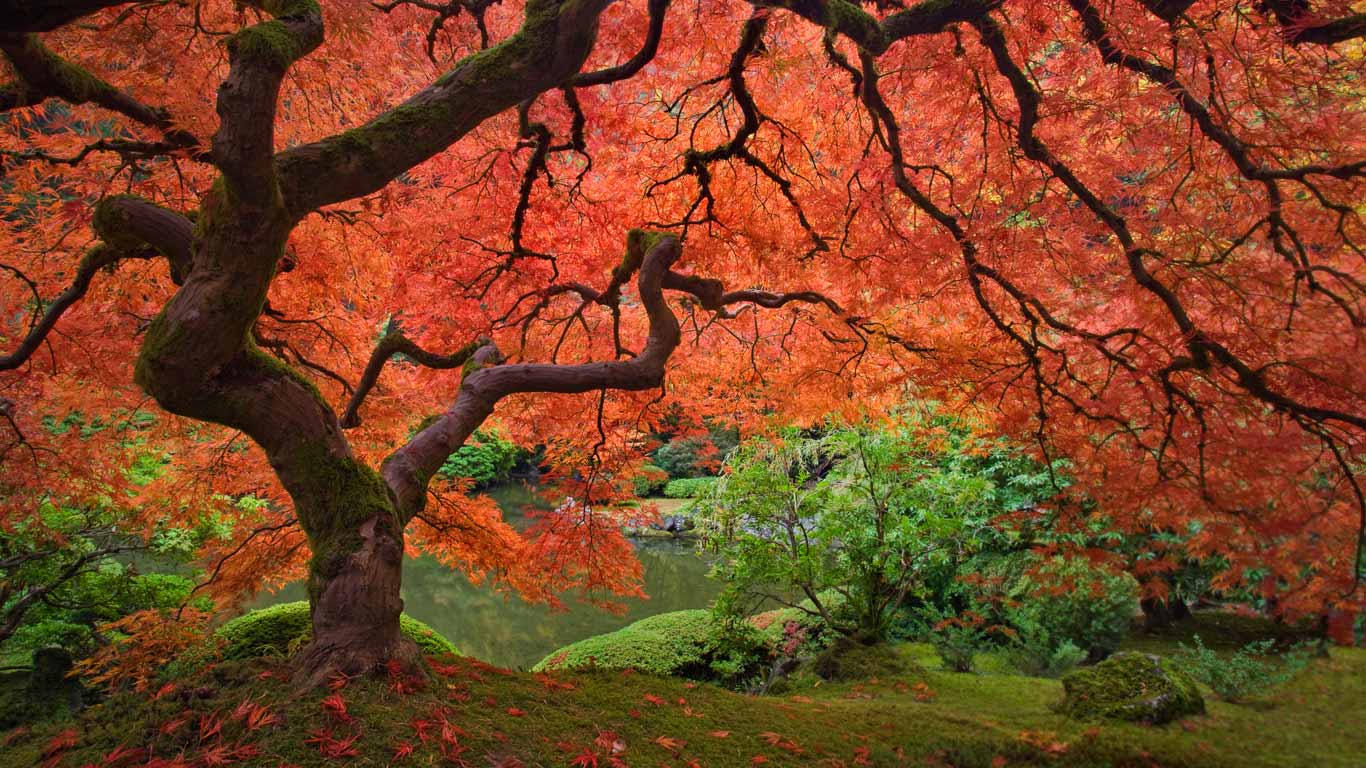 1366x768 Japanese maple tree next to pond at the Portland Japanese Garden