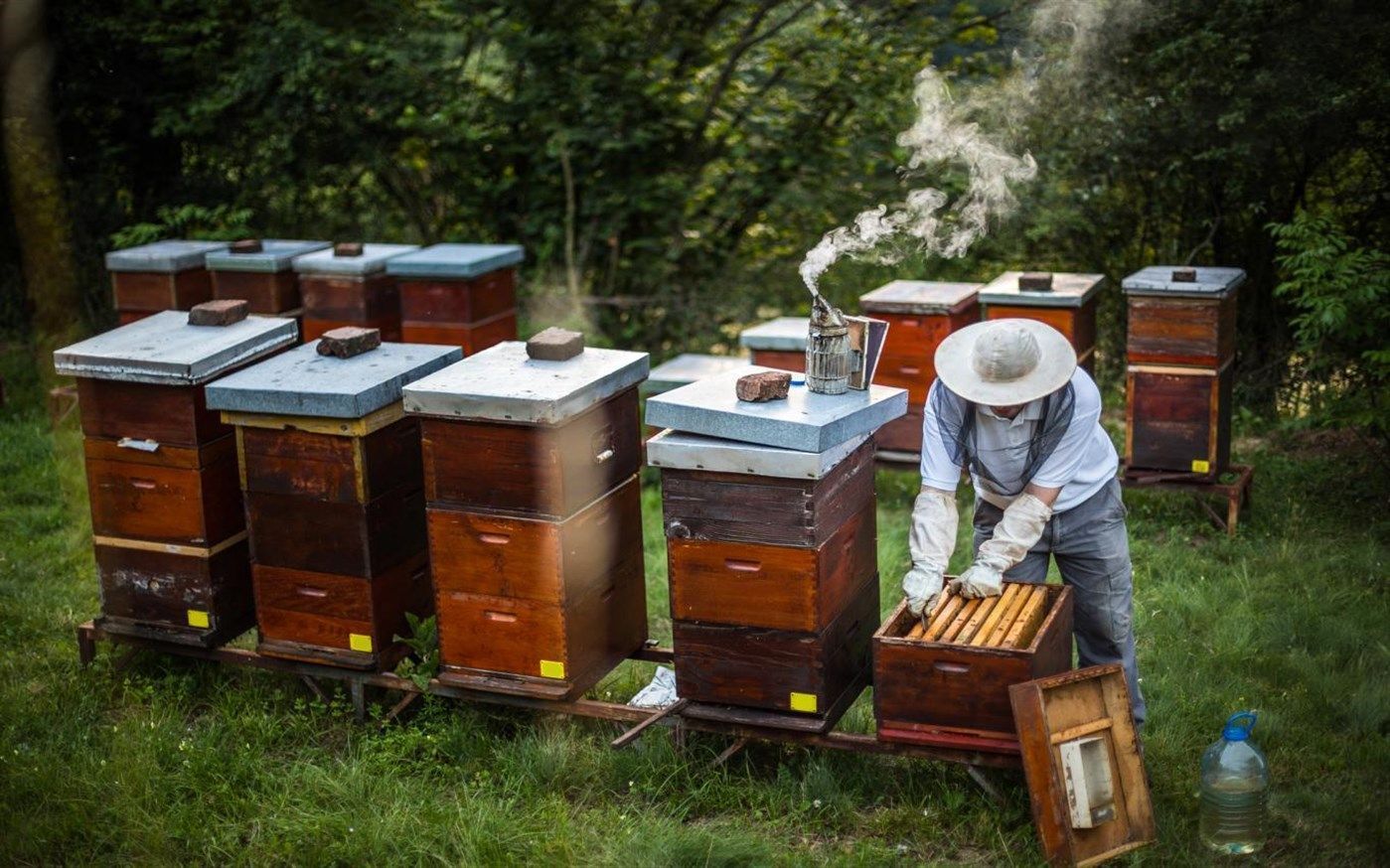 1399x874 Beekeeping Wallpaper