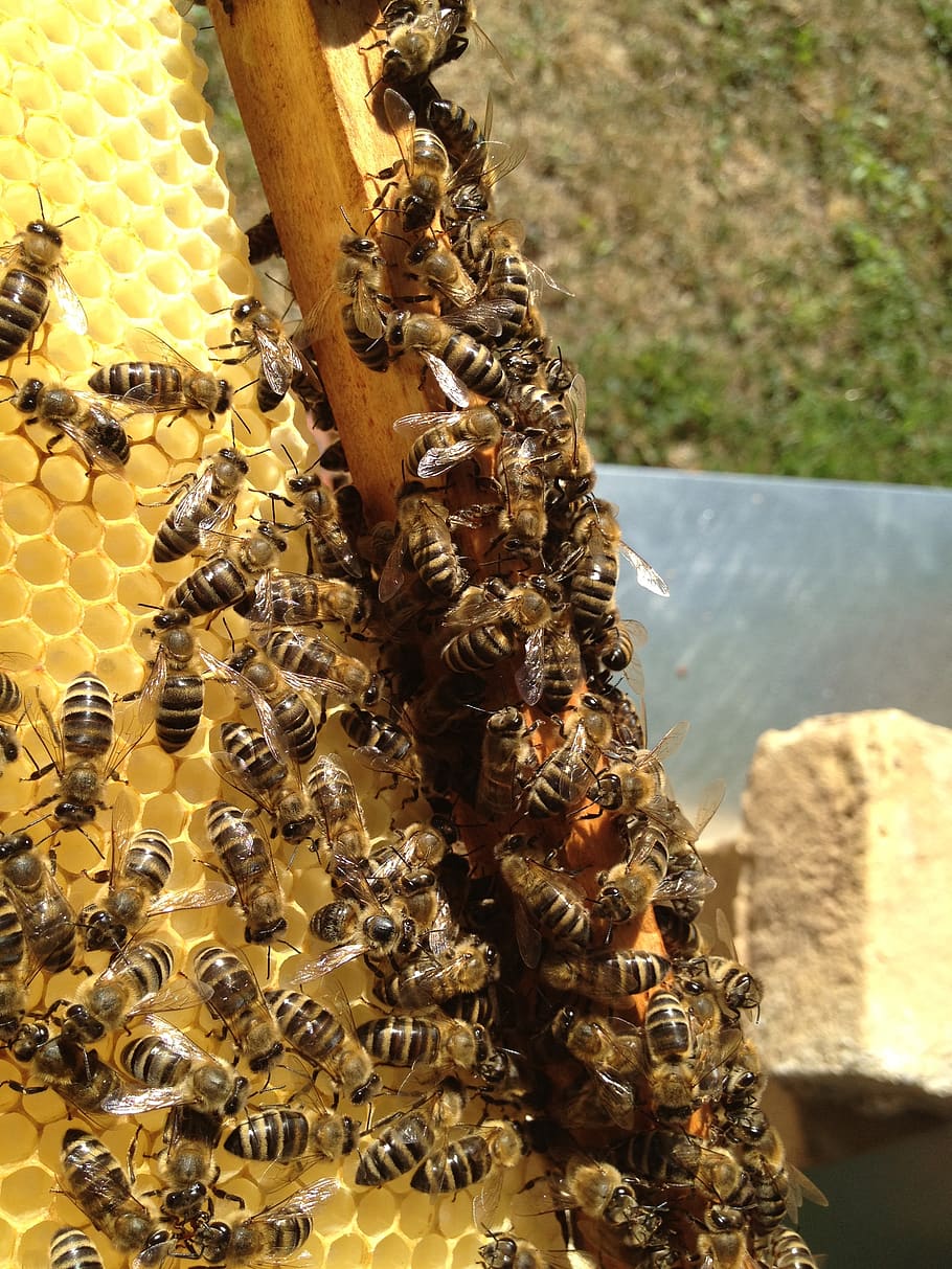 910x1213 HD wallpaper: bees, beekeeping, blossom