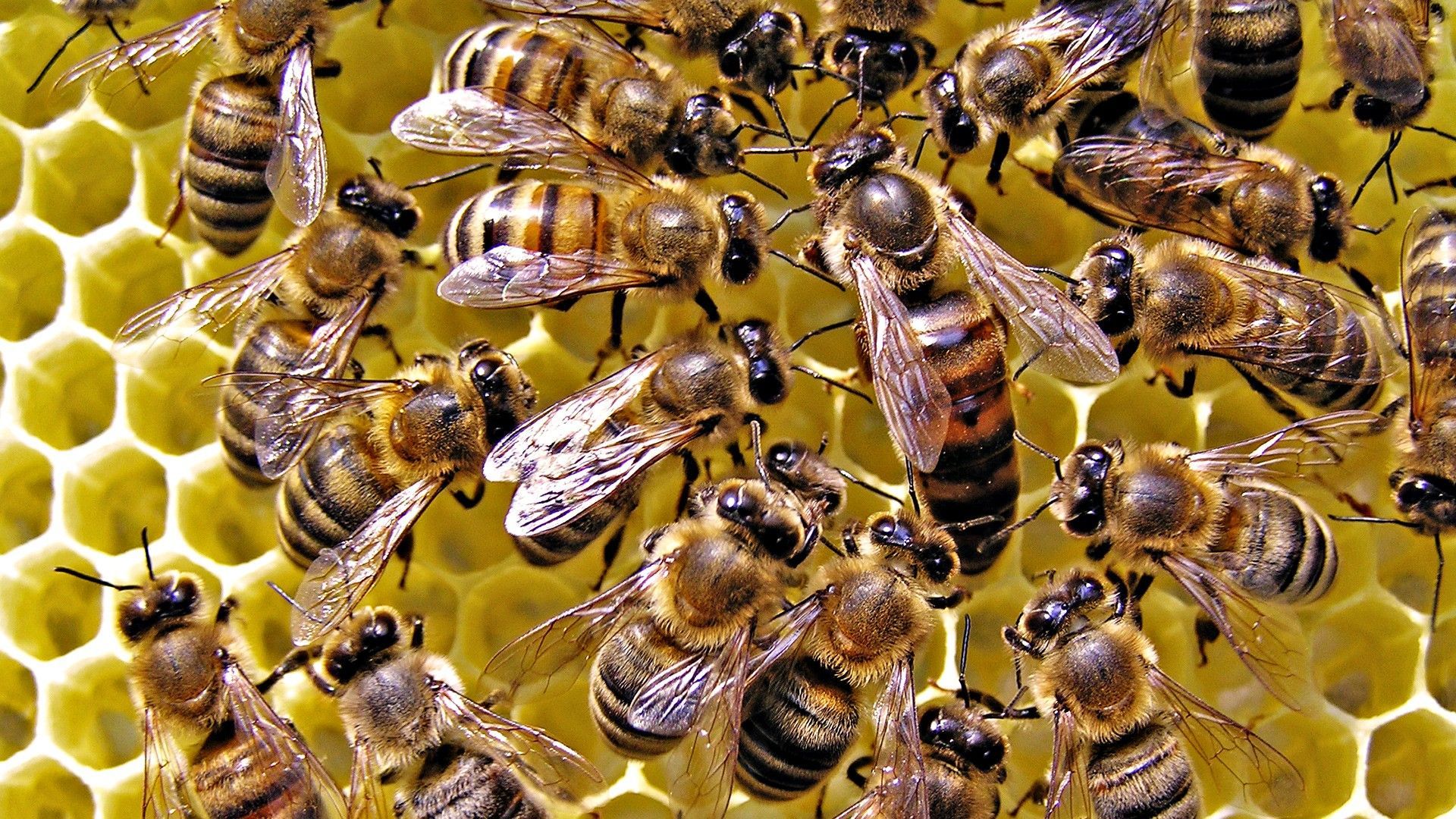 1920x1080 Beekeeping Wallpaper