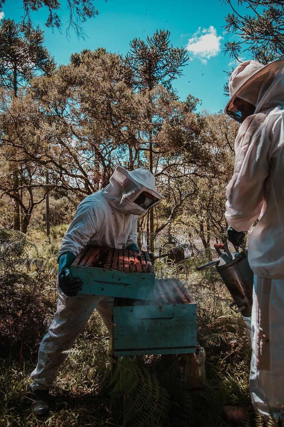 910x1365 HD wallpaper: Man Holding Beehive, bee