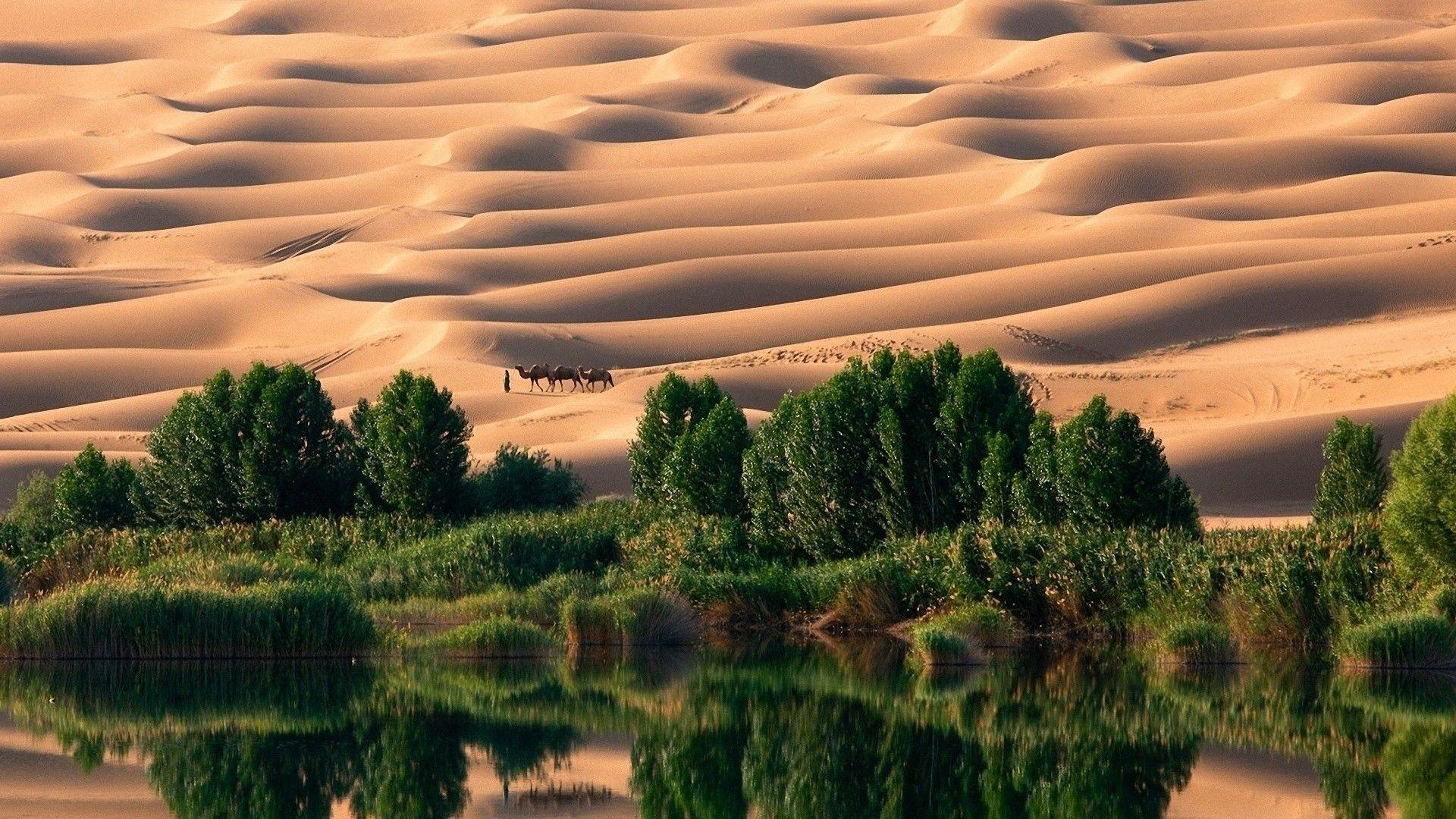 1920x1080 Desert Oasis Wallpaper