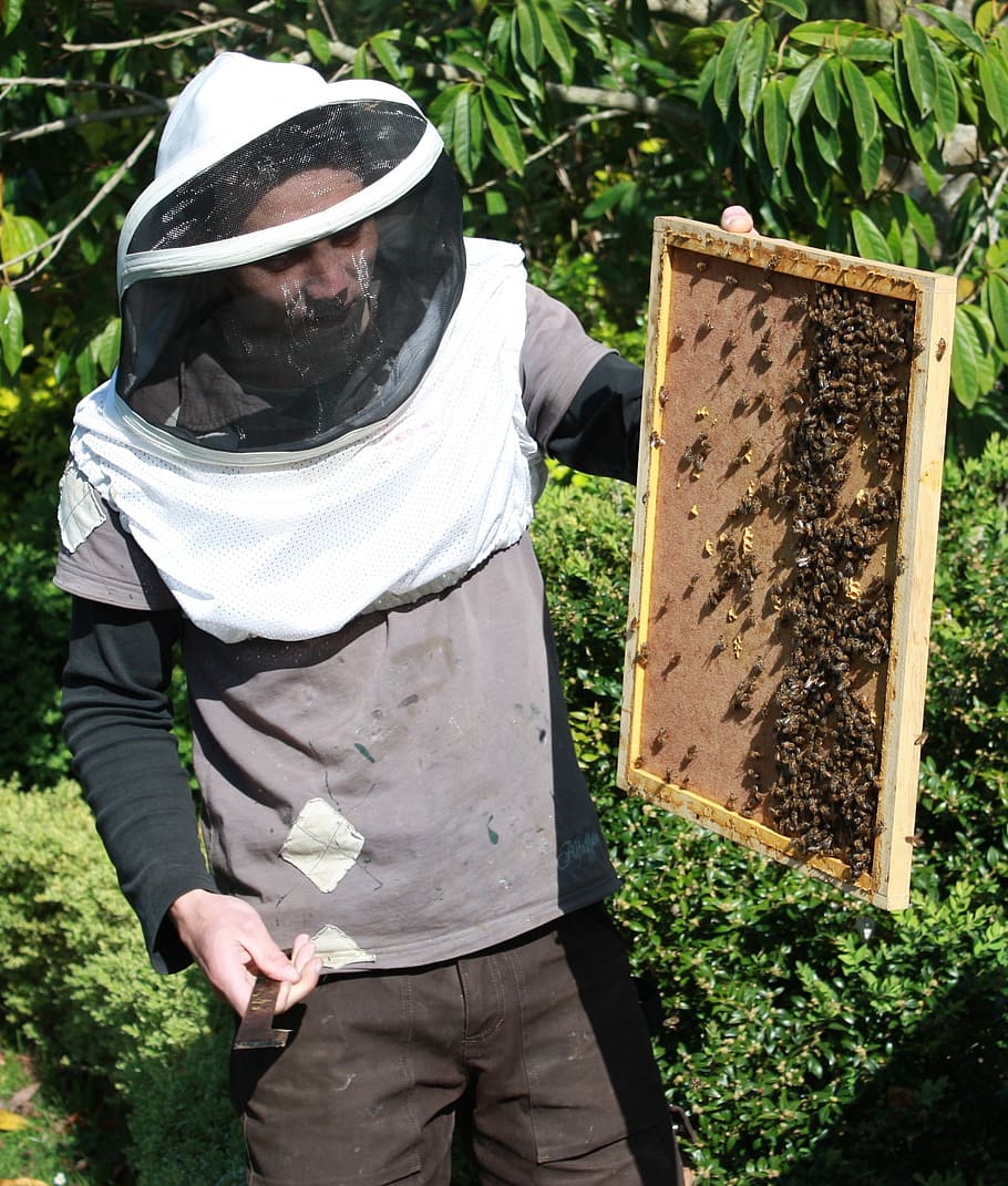 910x1071 HD wallpaper: bees, beekeeping, honey